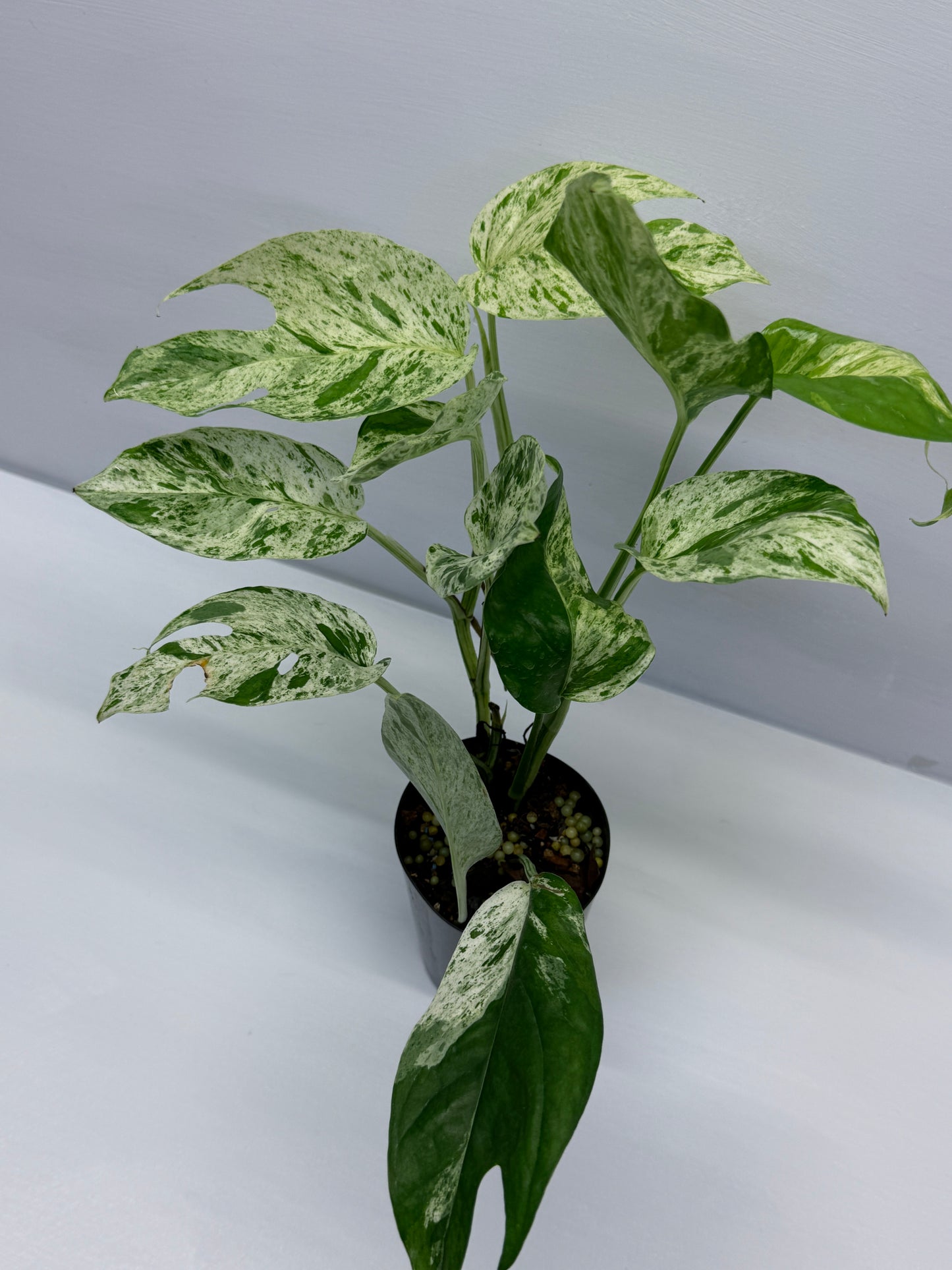 Epipremnum Pinnatum Marble Q26
