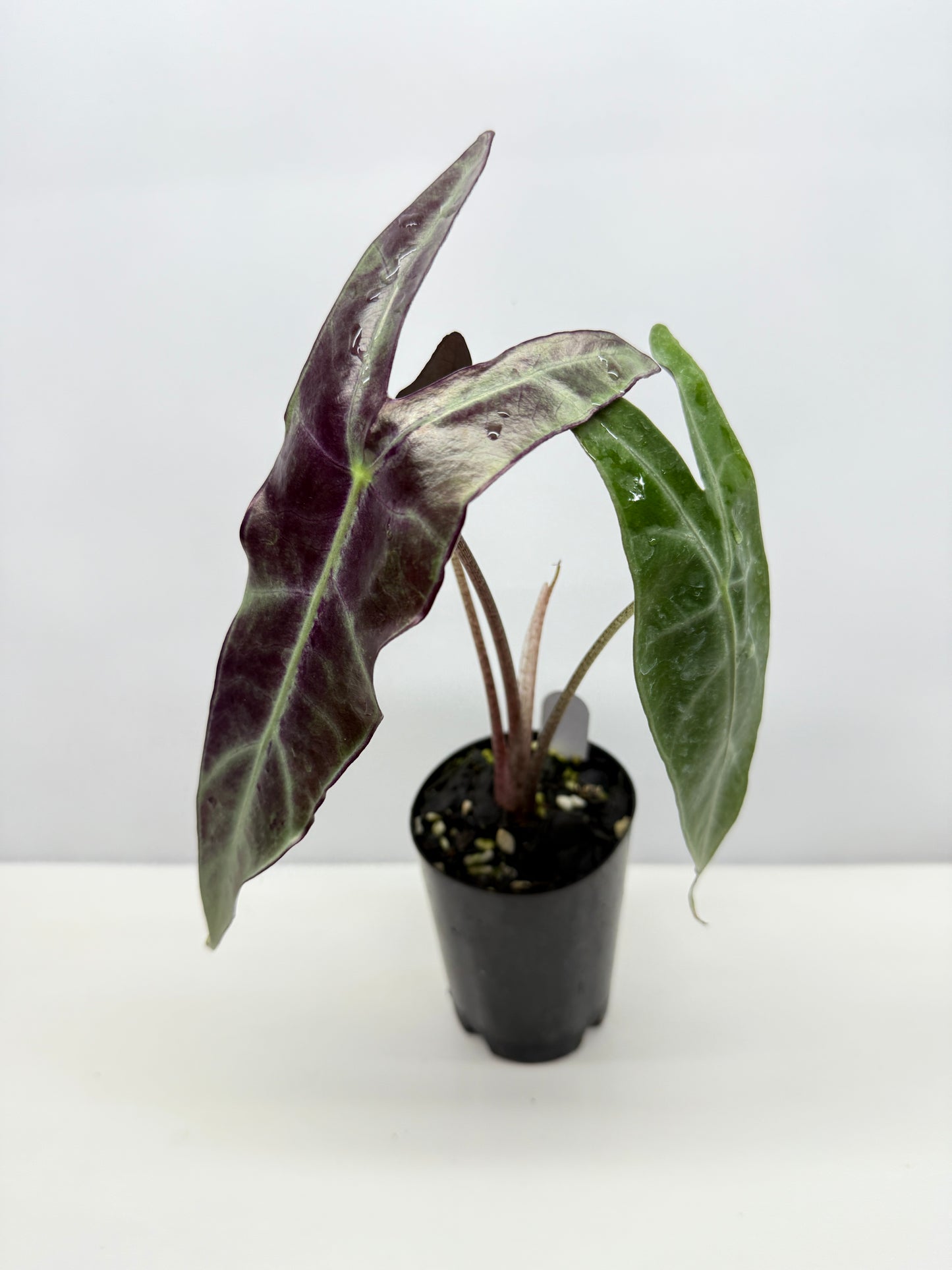 Alocasia Longiloba - Best Pick of the Crop!