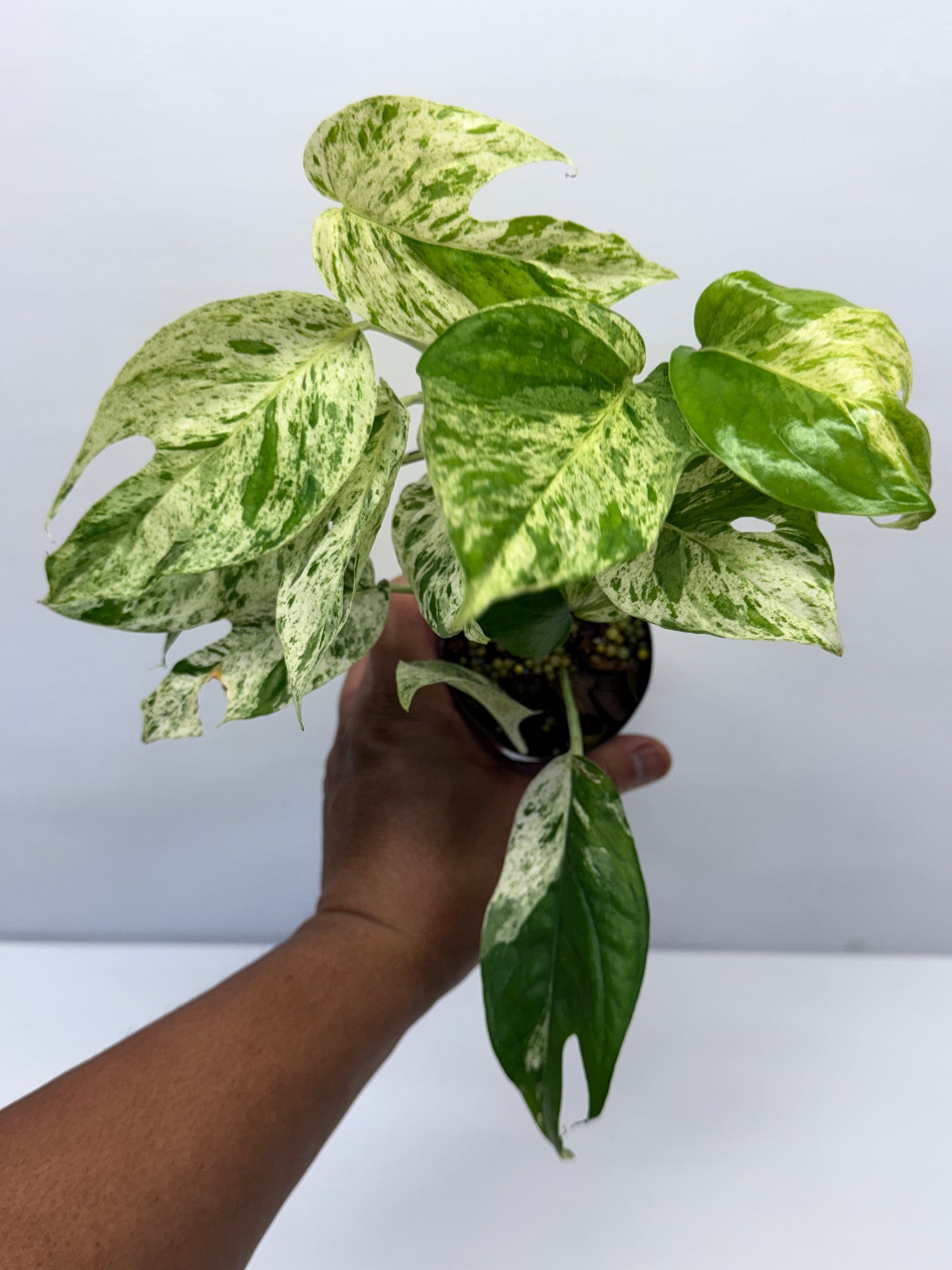 Epipremnum Pinnatum Marble Q26