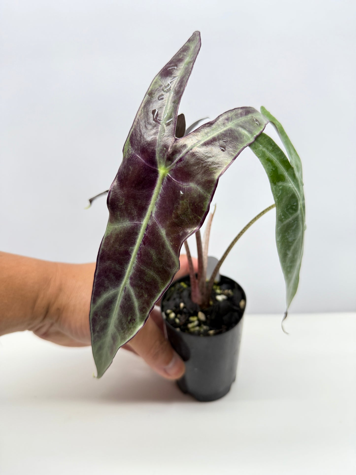 Alocasia Longiloba - Best Pick of the Crop!