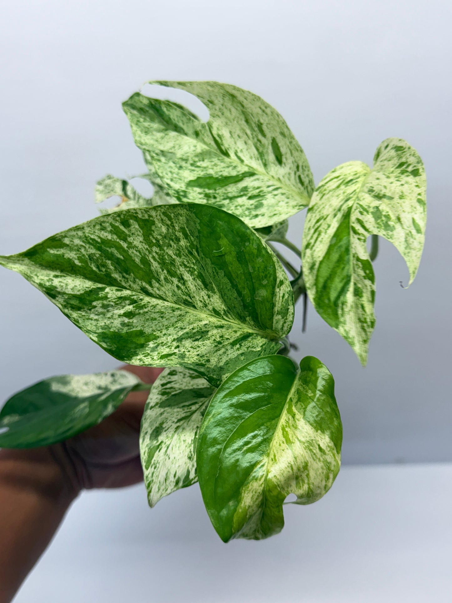 Epipremnum Pinnatum Marble Q26
