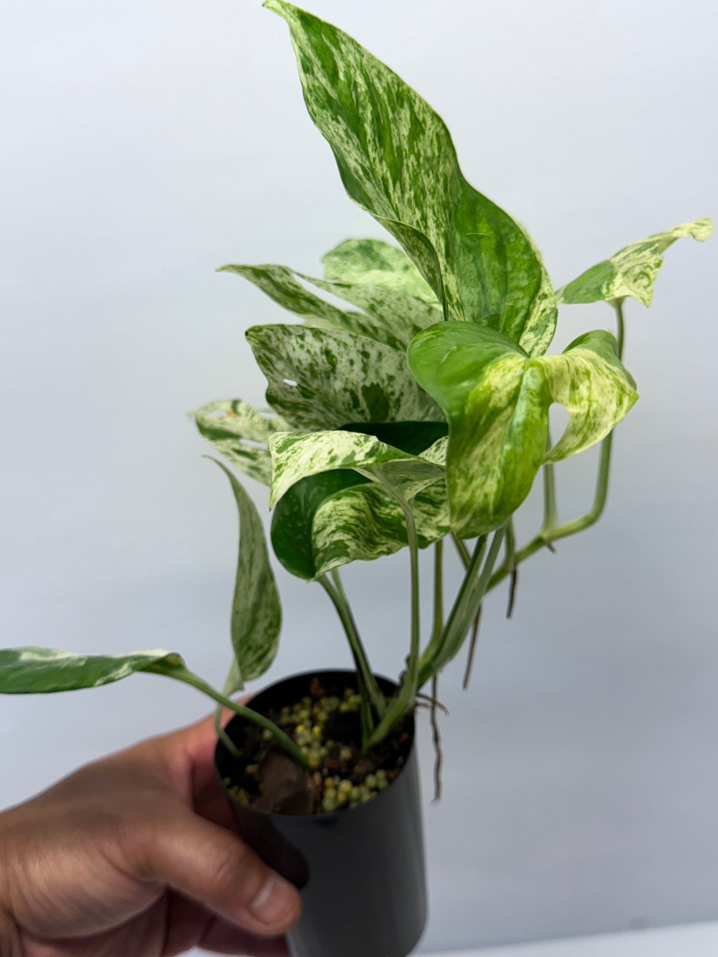 Epipremnum Pinnatum Marble Q26