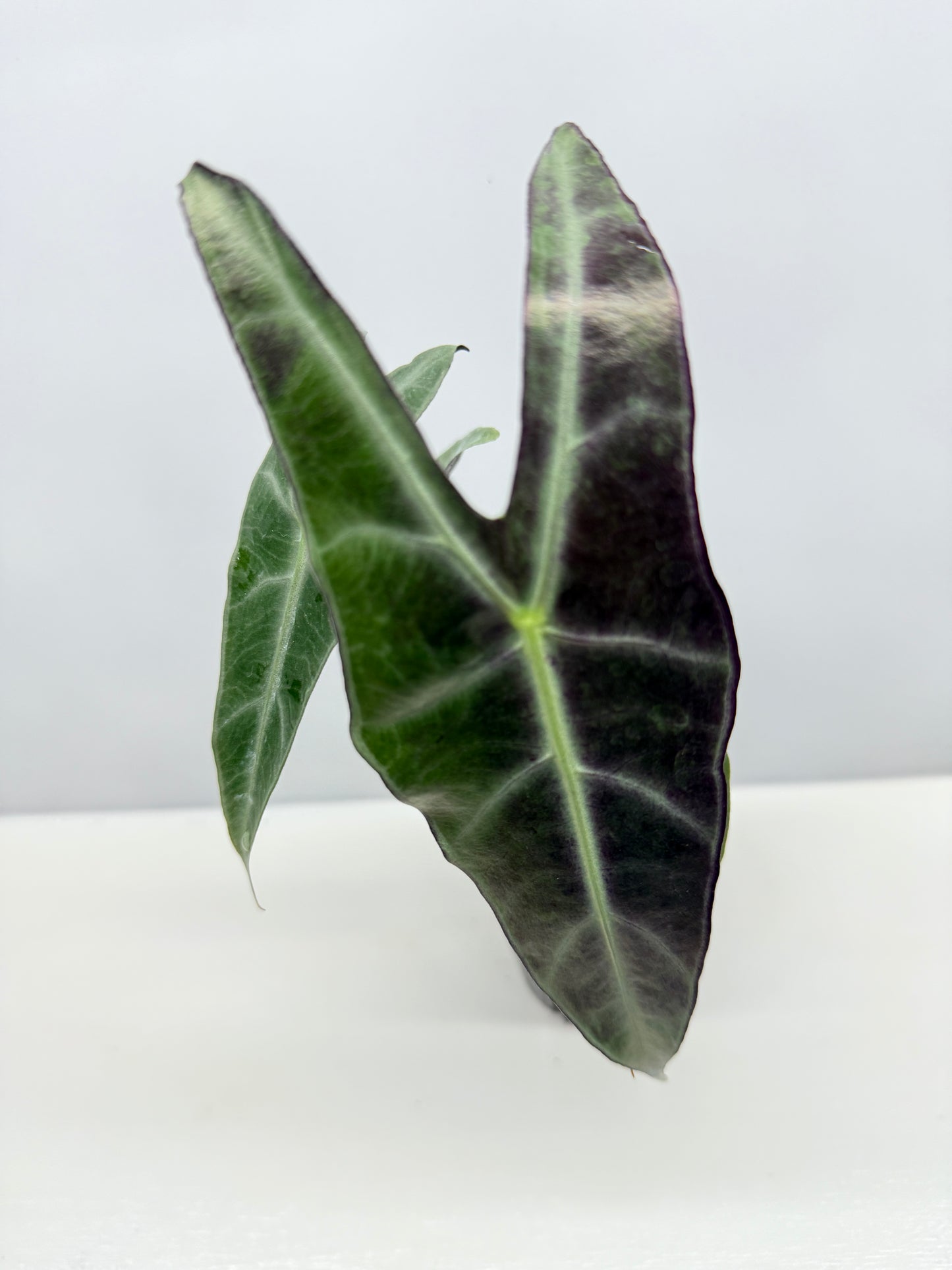 Alocasia Longiloba Y45