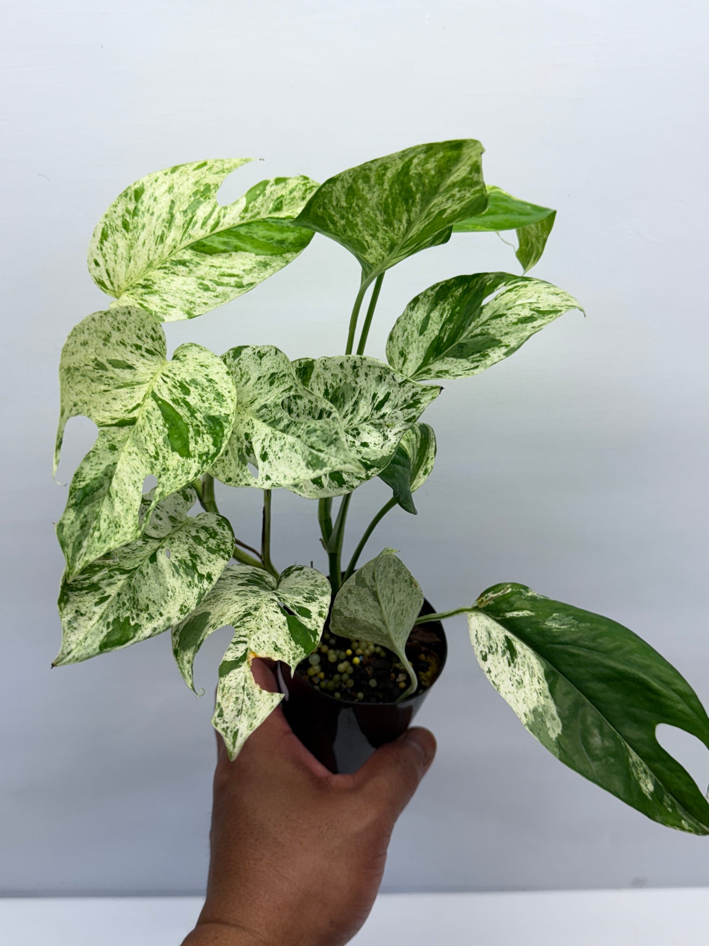 Epipremnum Pinnatum Marble Q26
