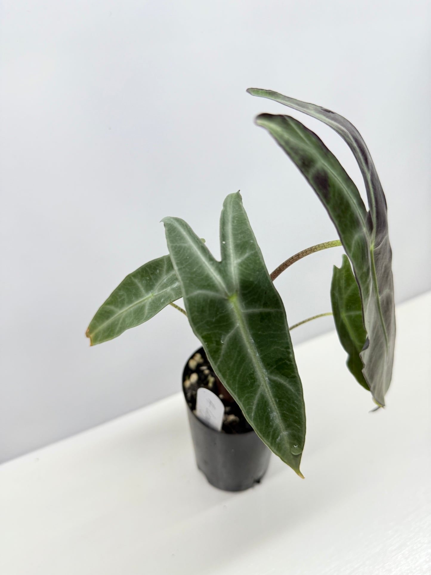 Alocasia Longiloba Y45