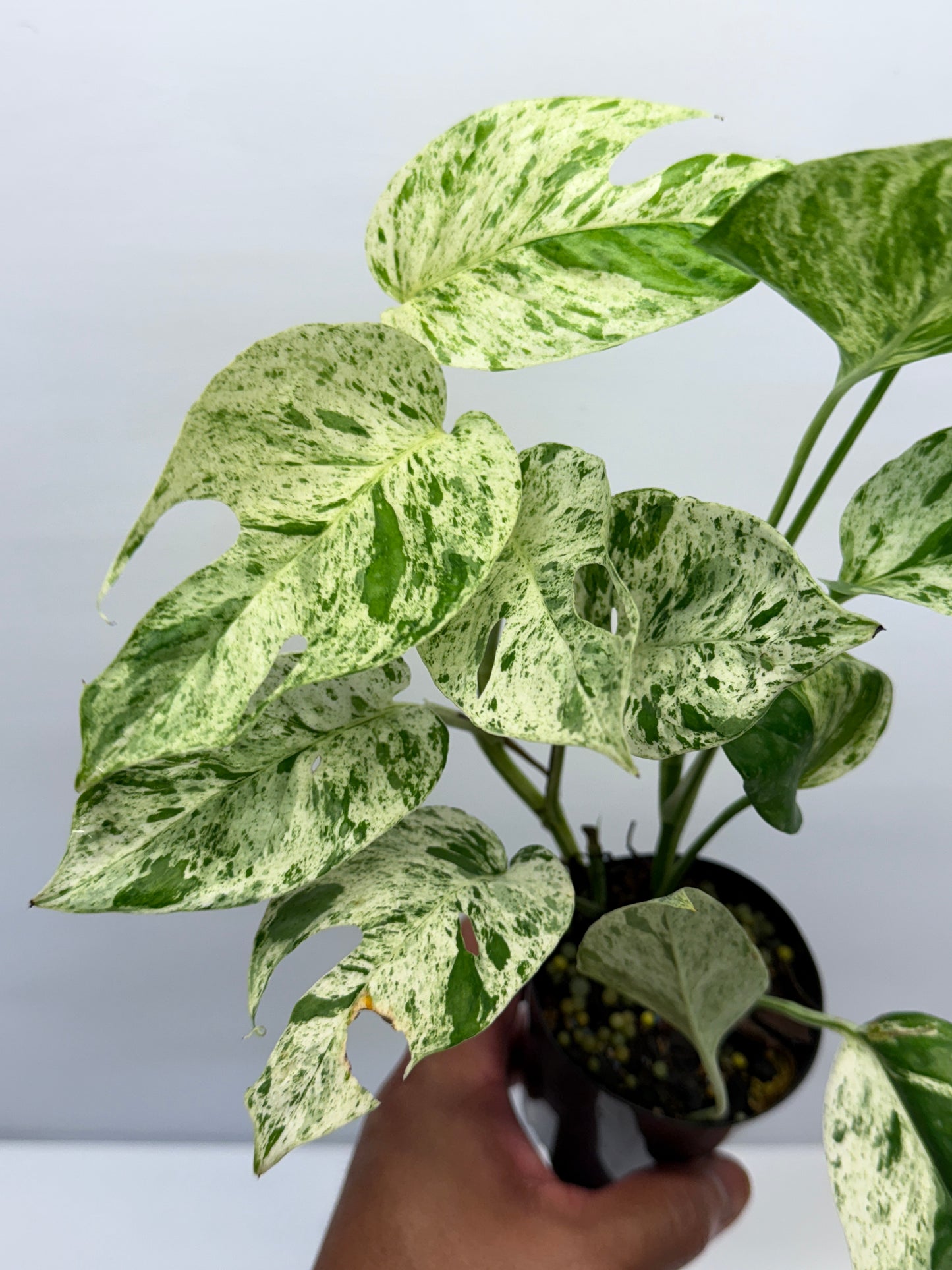 Epipremnum Pinnatum Marble Q26