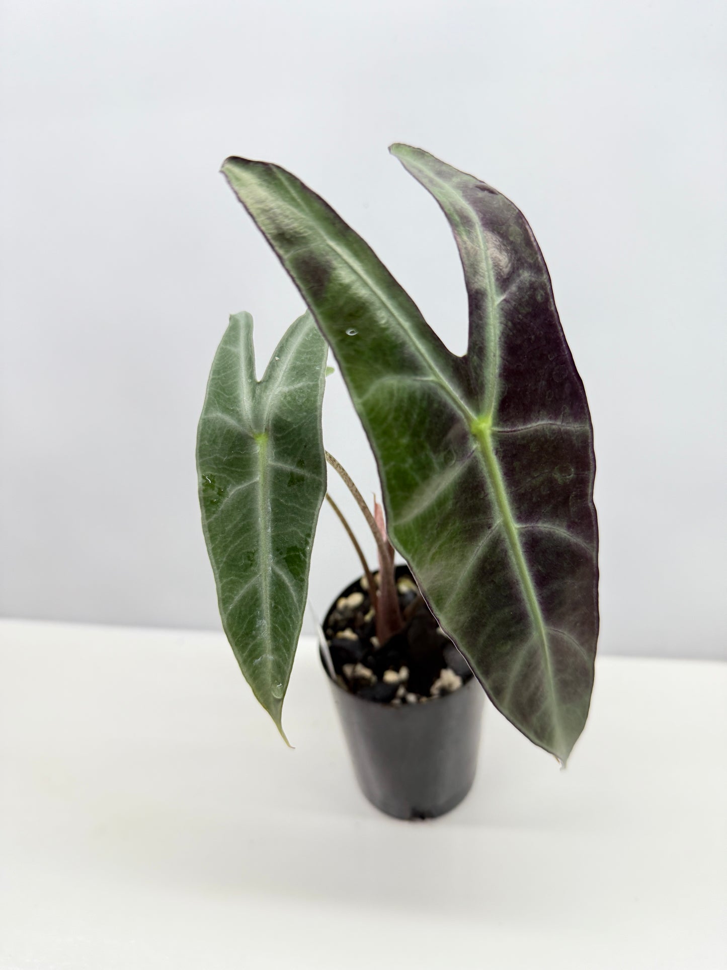 Alocasia Longiloba Y45