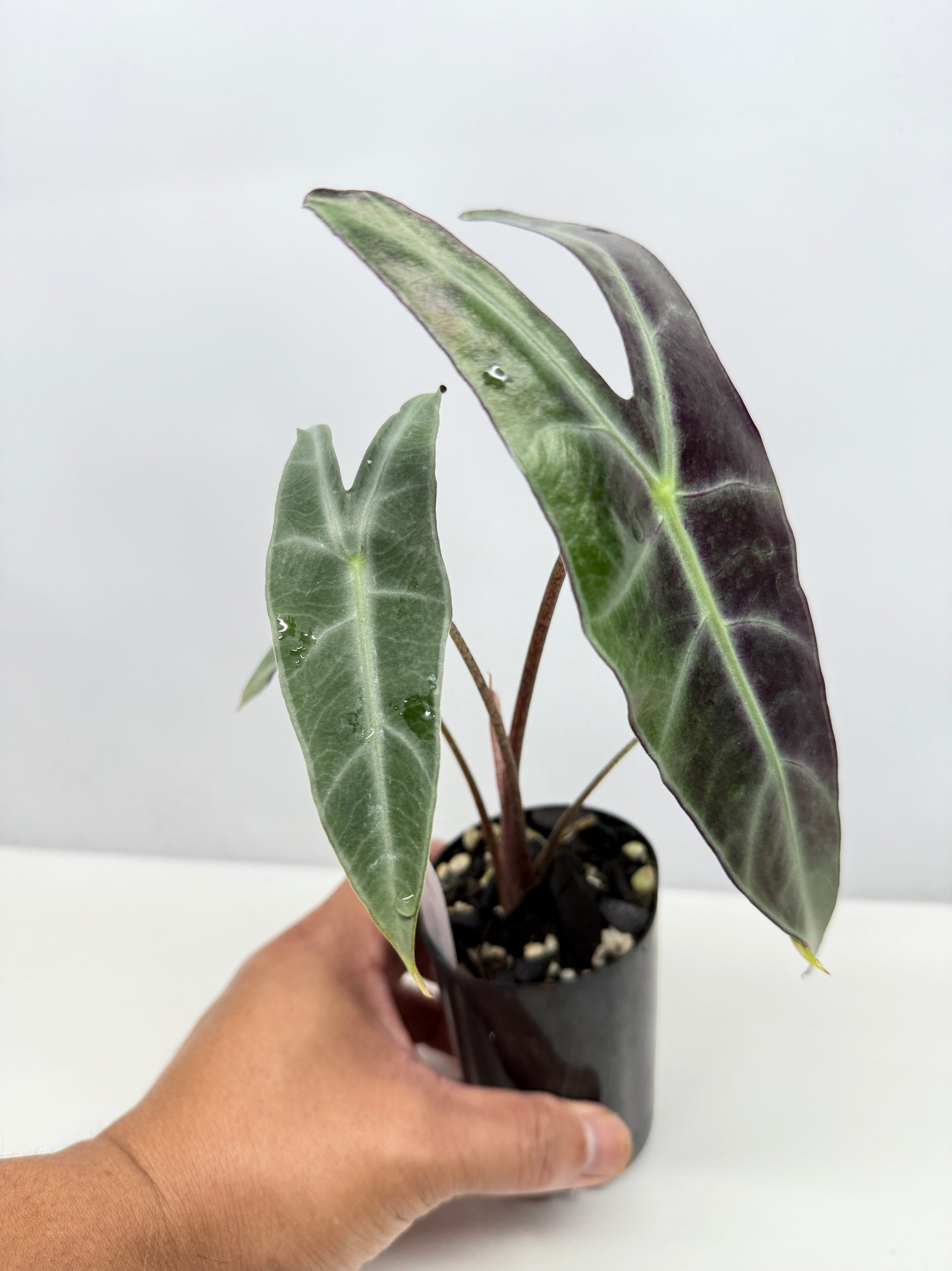 Alocasia Longiloba Y45