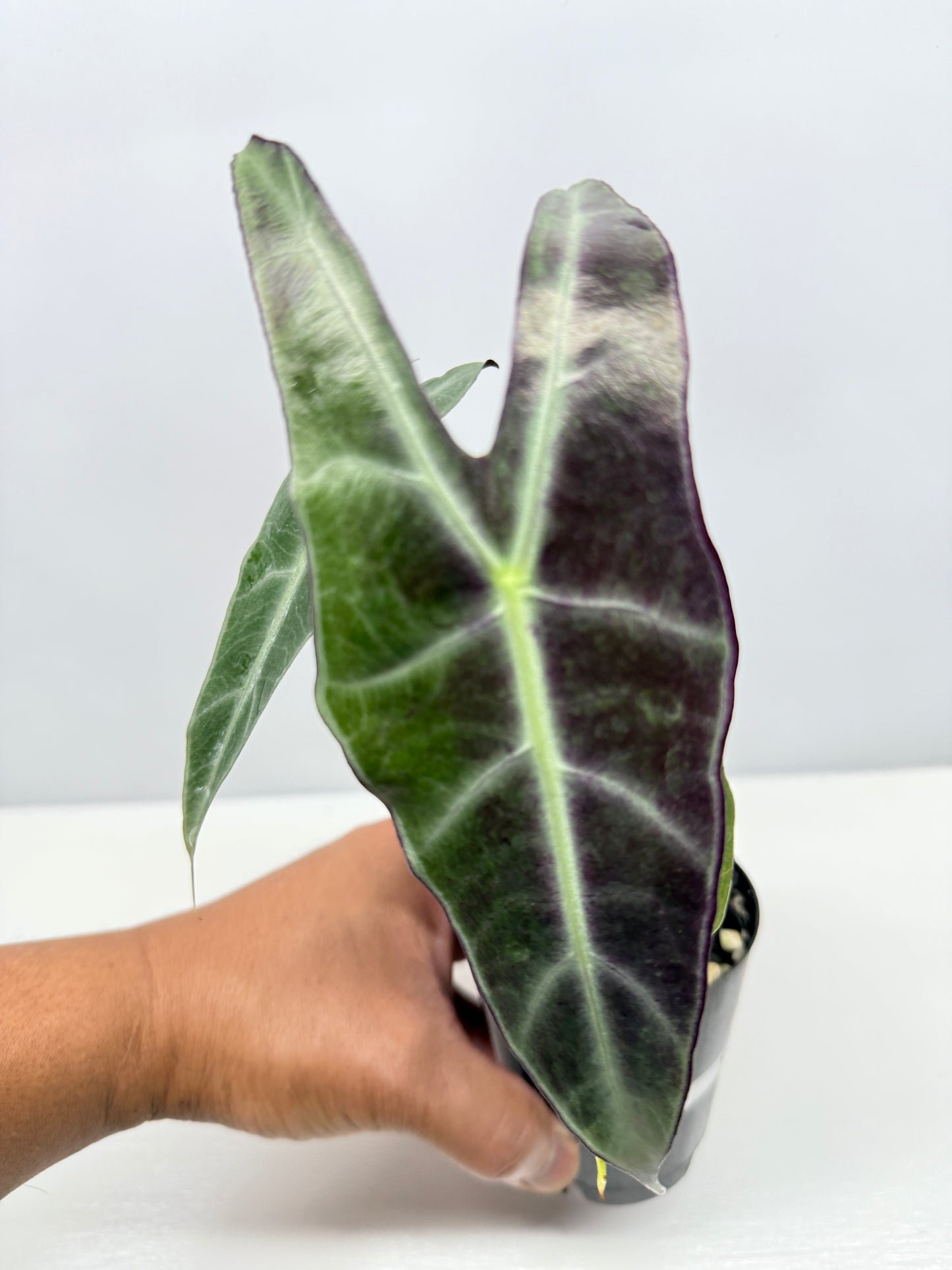 Alocasia Longiloba Y45