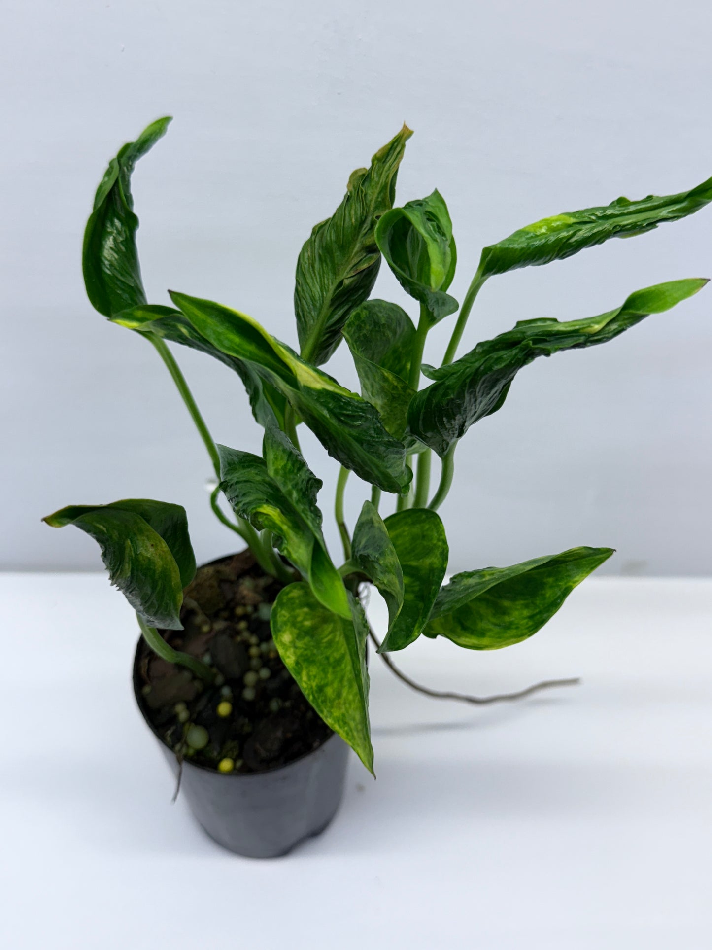 Epipremnum aureum Shangri-La Q27