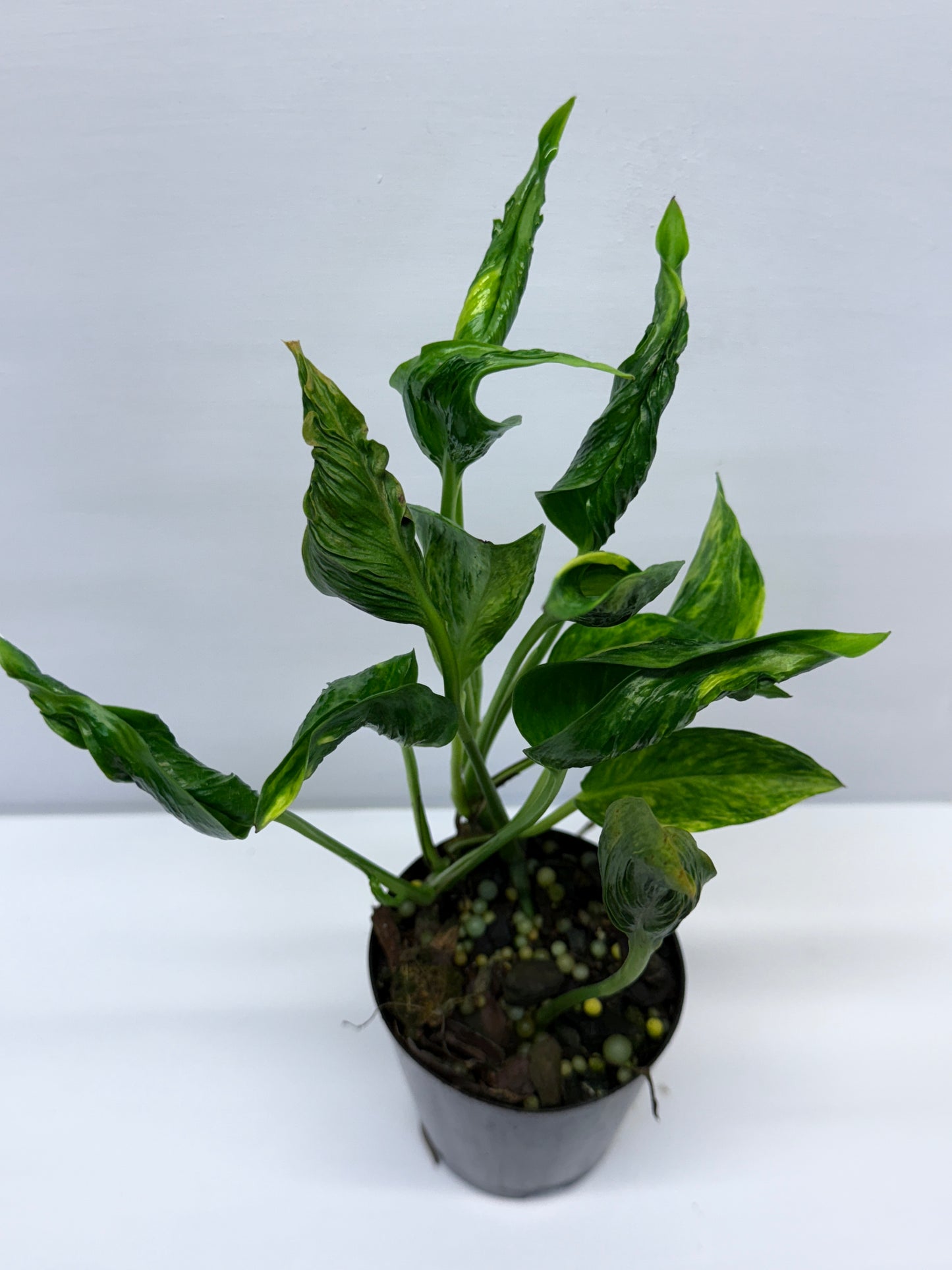 Epipremnum aureum Shangri-La Q27