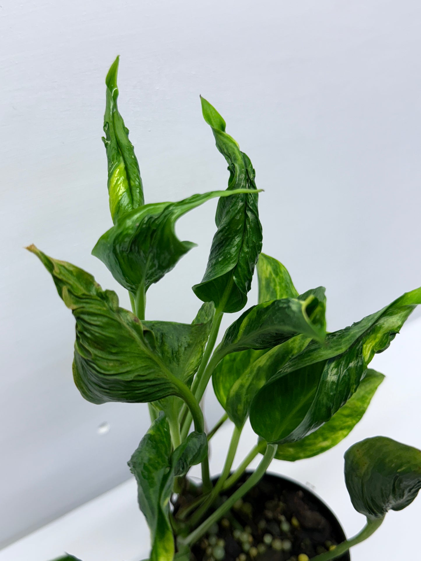 Epipremnum aureum Shangri-La Q27