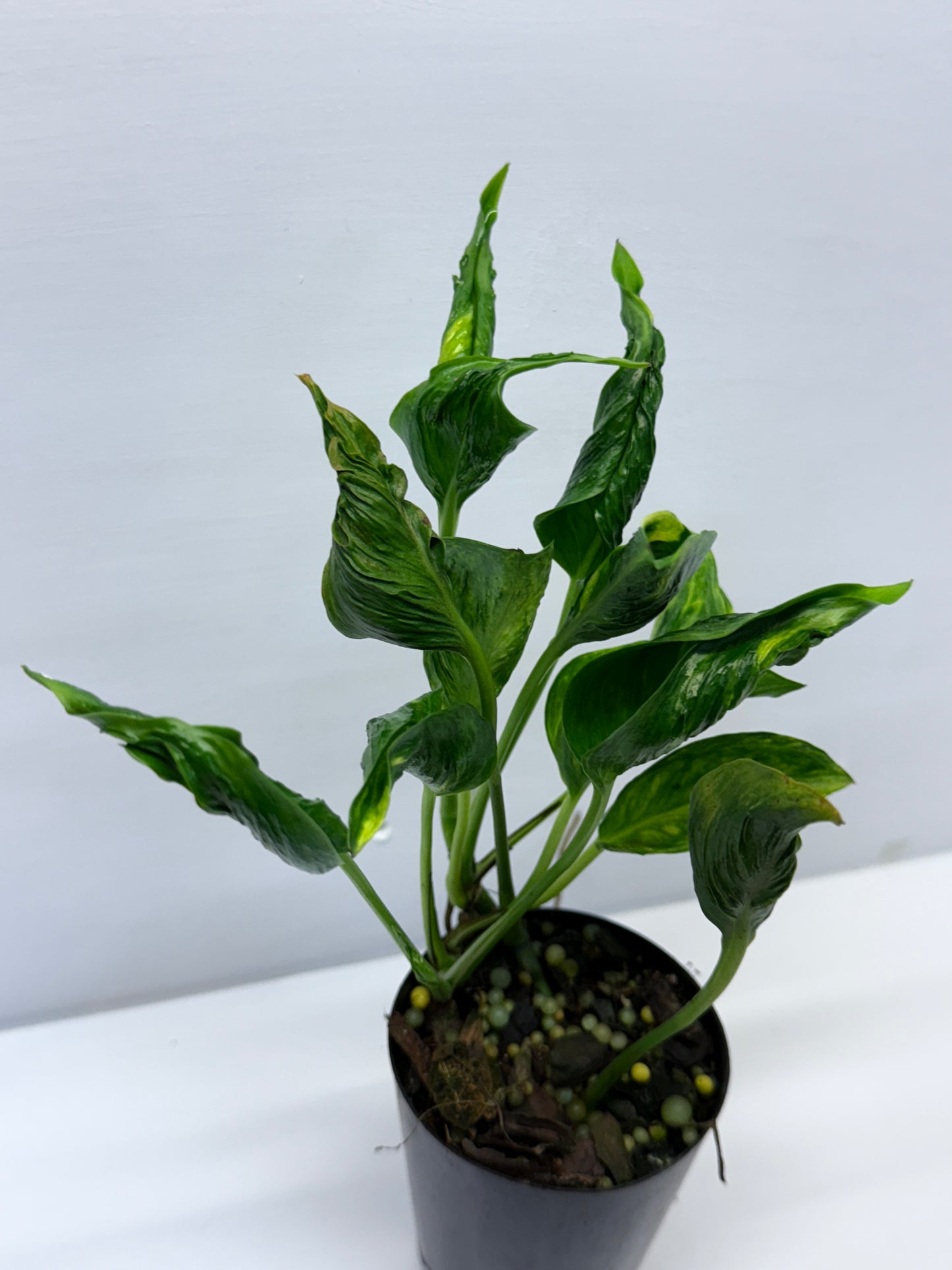Epipremnum aureum Shangri-La Q27