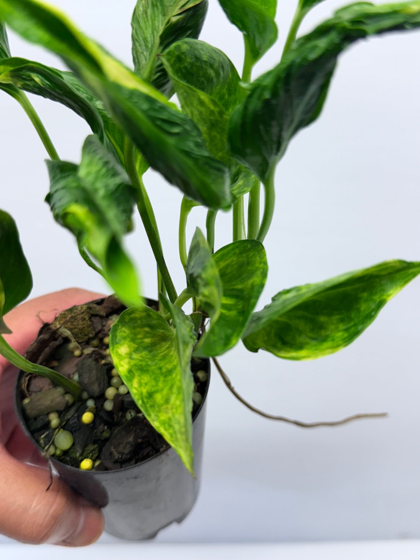 Epipremnum aureum Shangri-La Q27