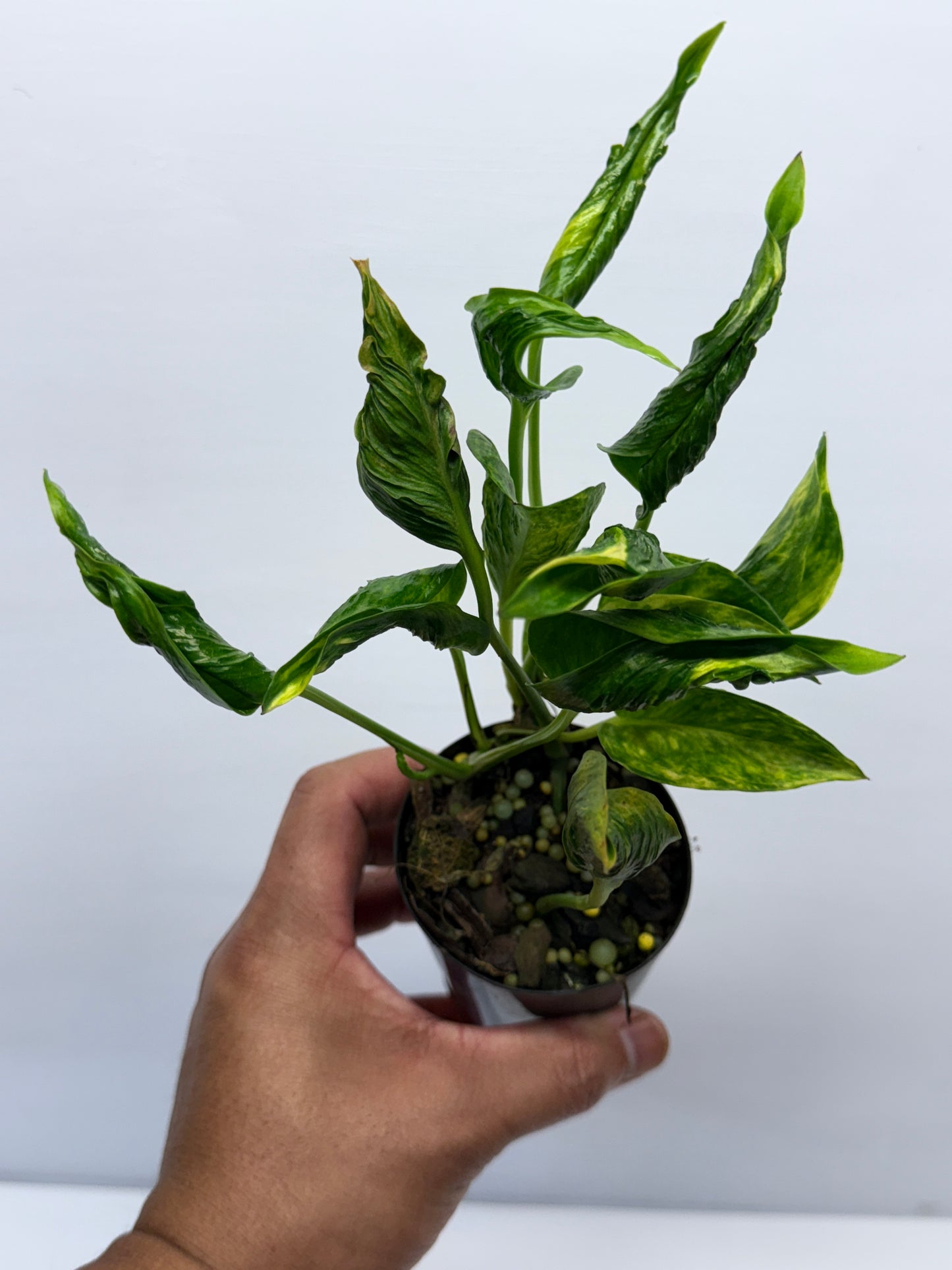 Epipremnum aureum Shangri-La Q27