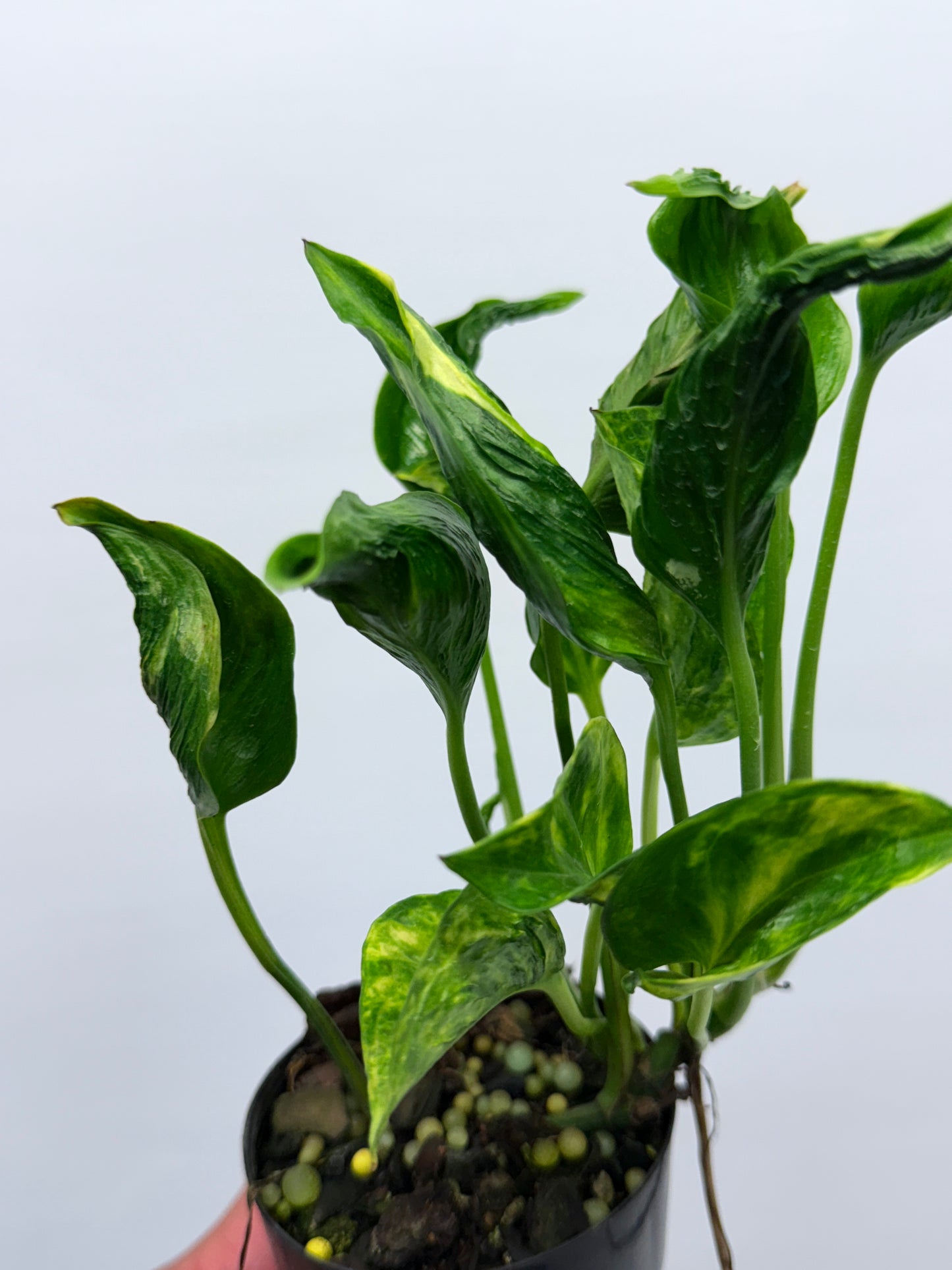 Epipremnum aureum Shangri-La Q27