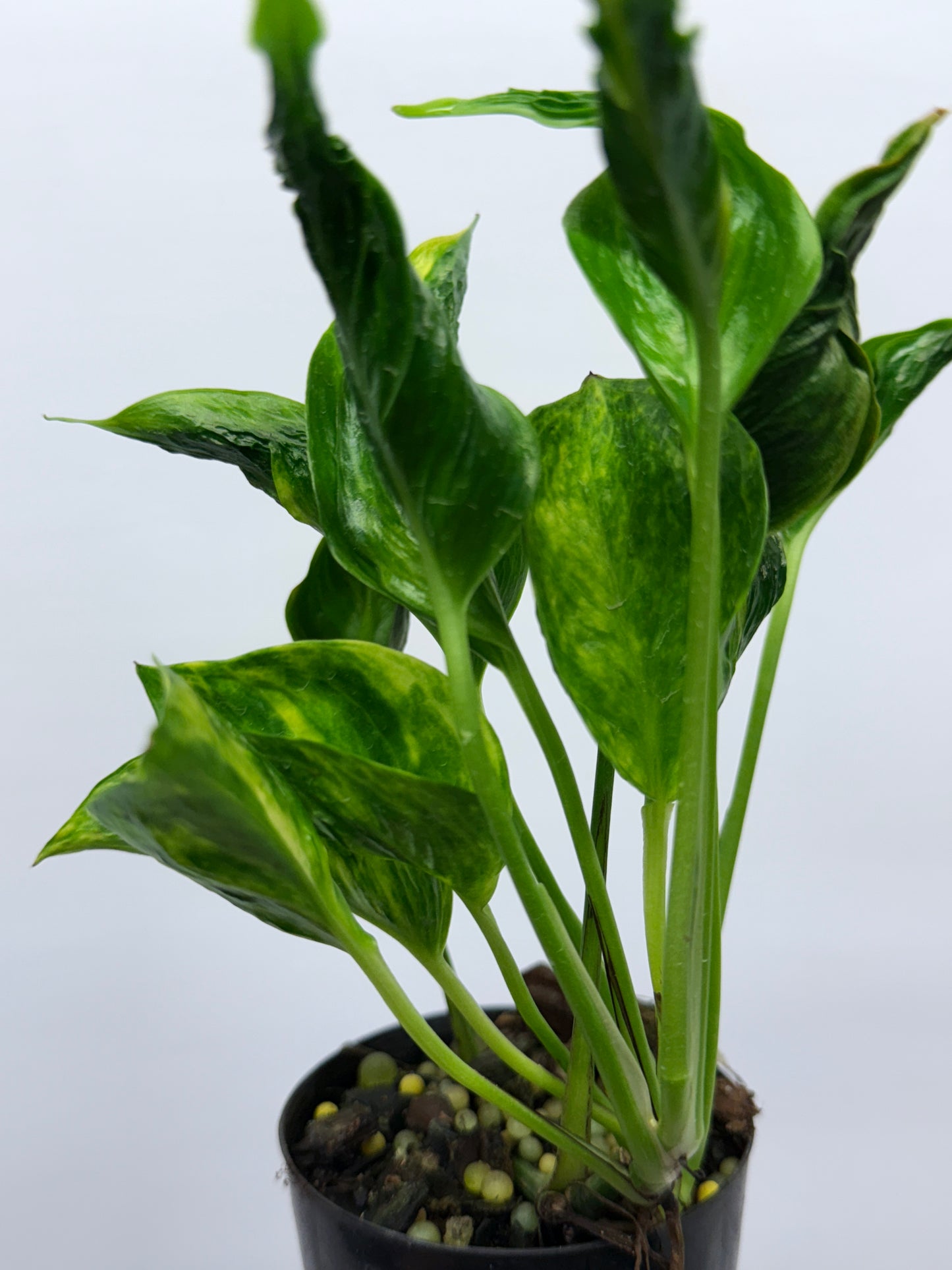 Epipremnum aureum Shangri-La Q27