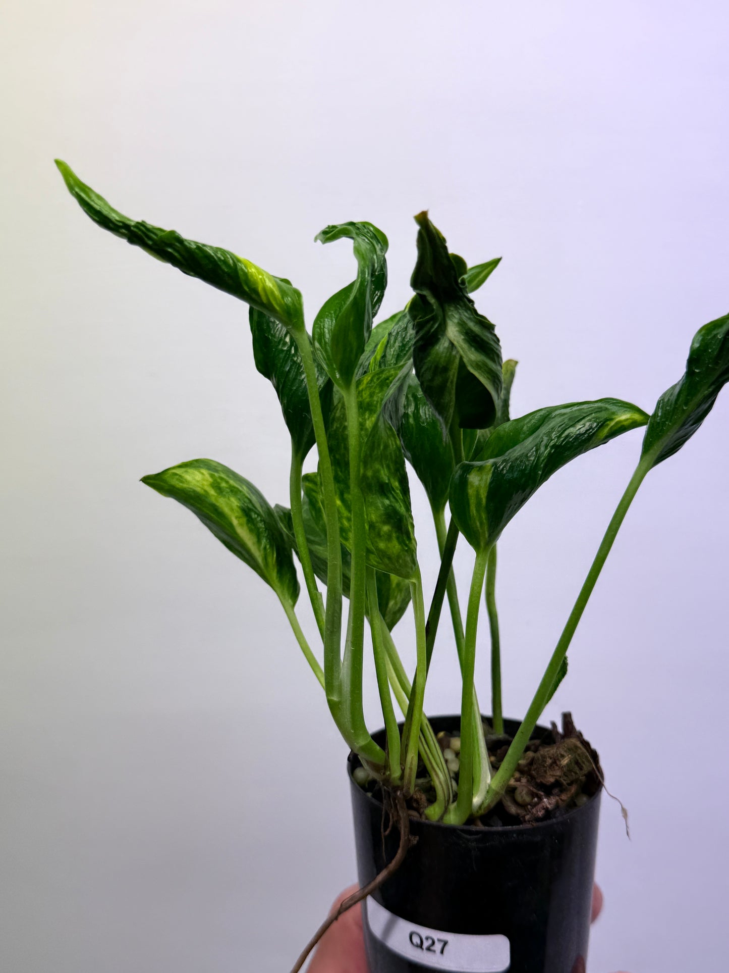 Epipremnum aureum Shangri-La Q27