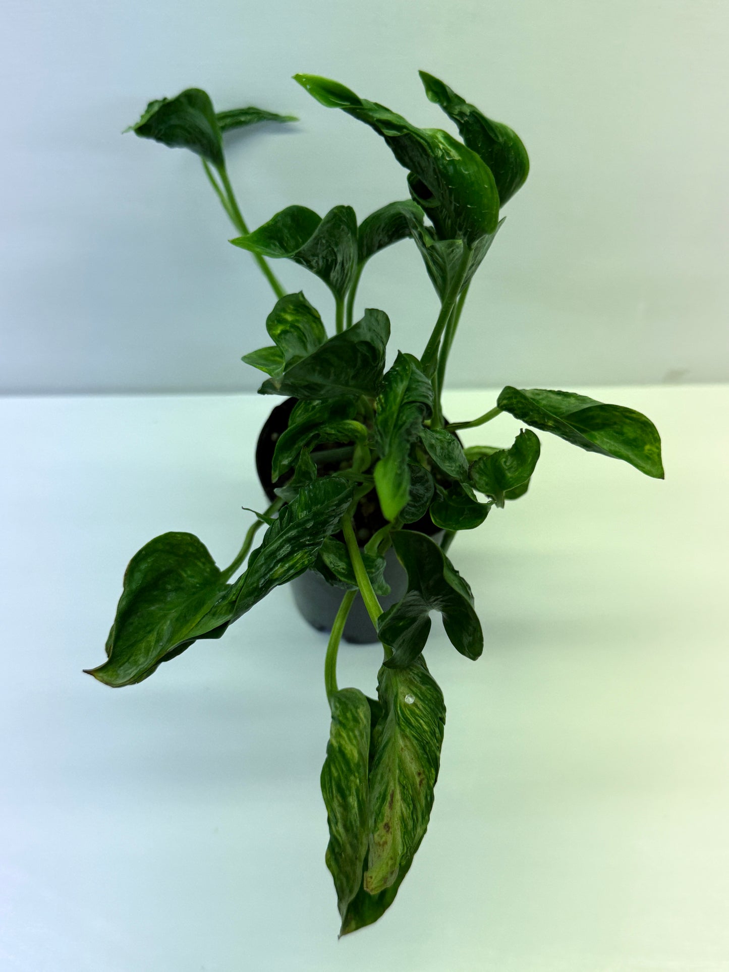 Epipremnum aureum Shangri-La Q29