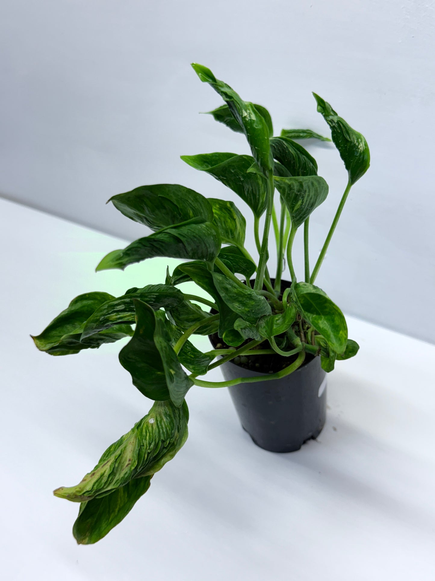 Epipremnum aureum Shangri-La Q29