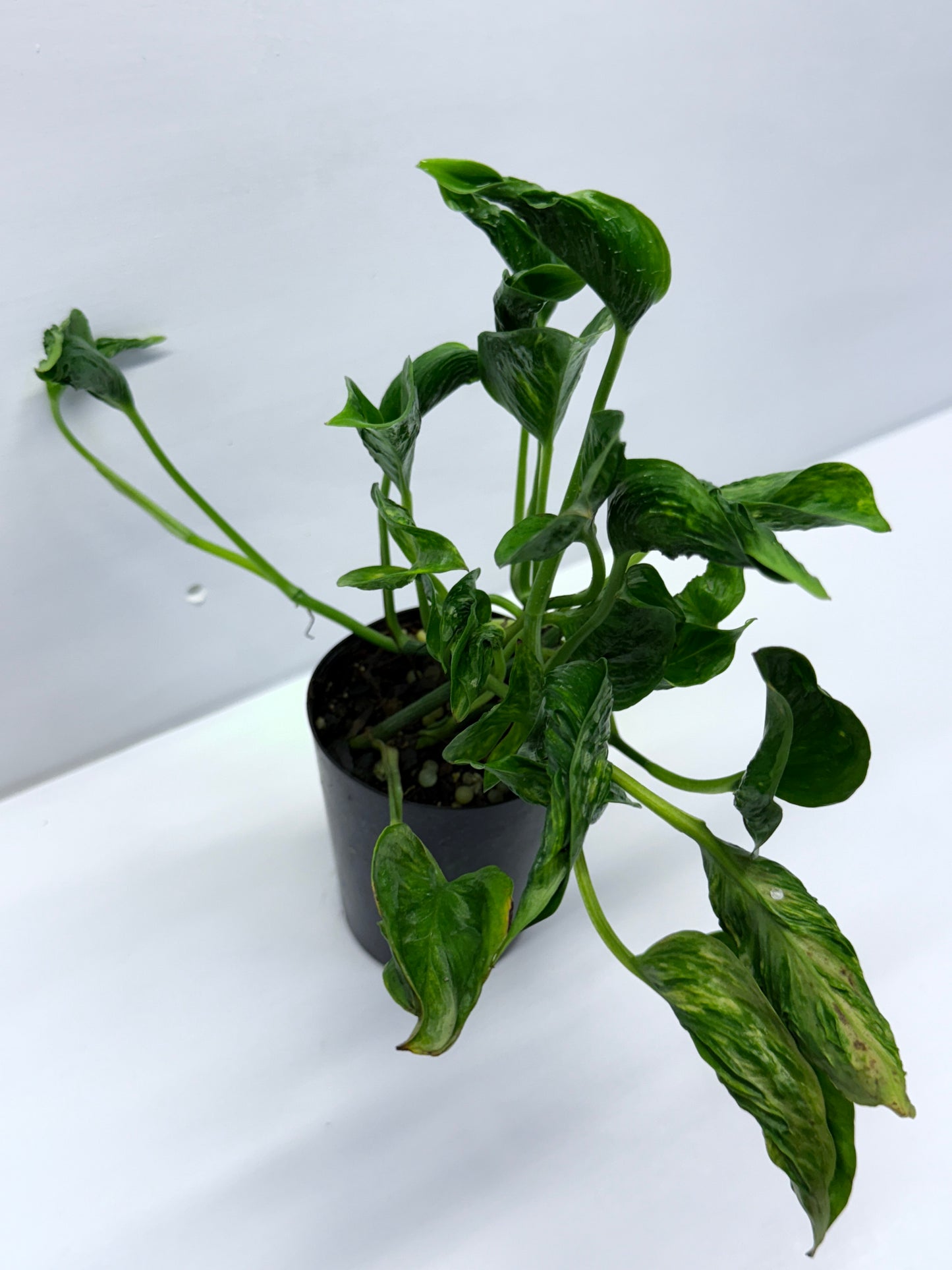 Epipremnum aureum Shangri-La Q29