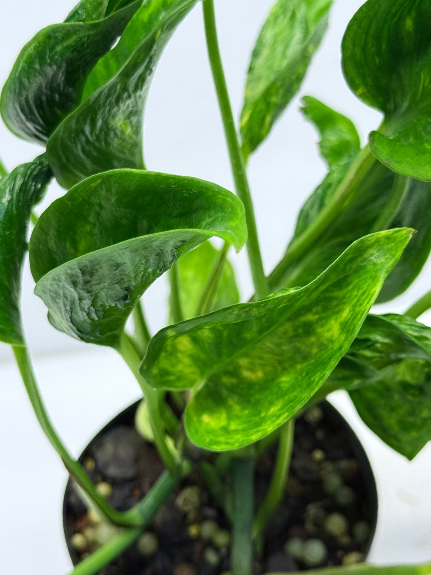 Epipremnum aureum Shangri-La Q29