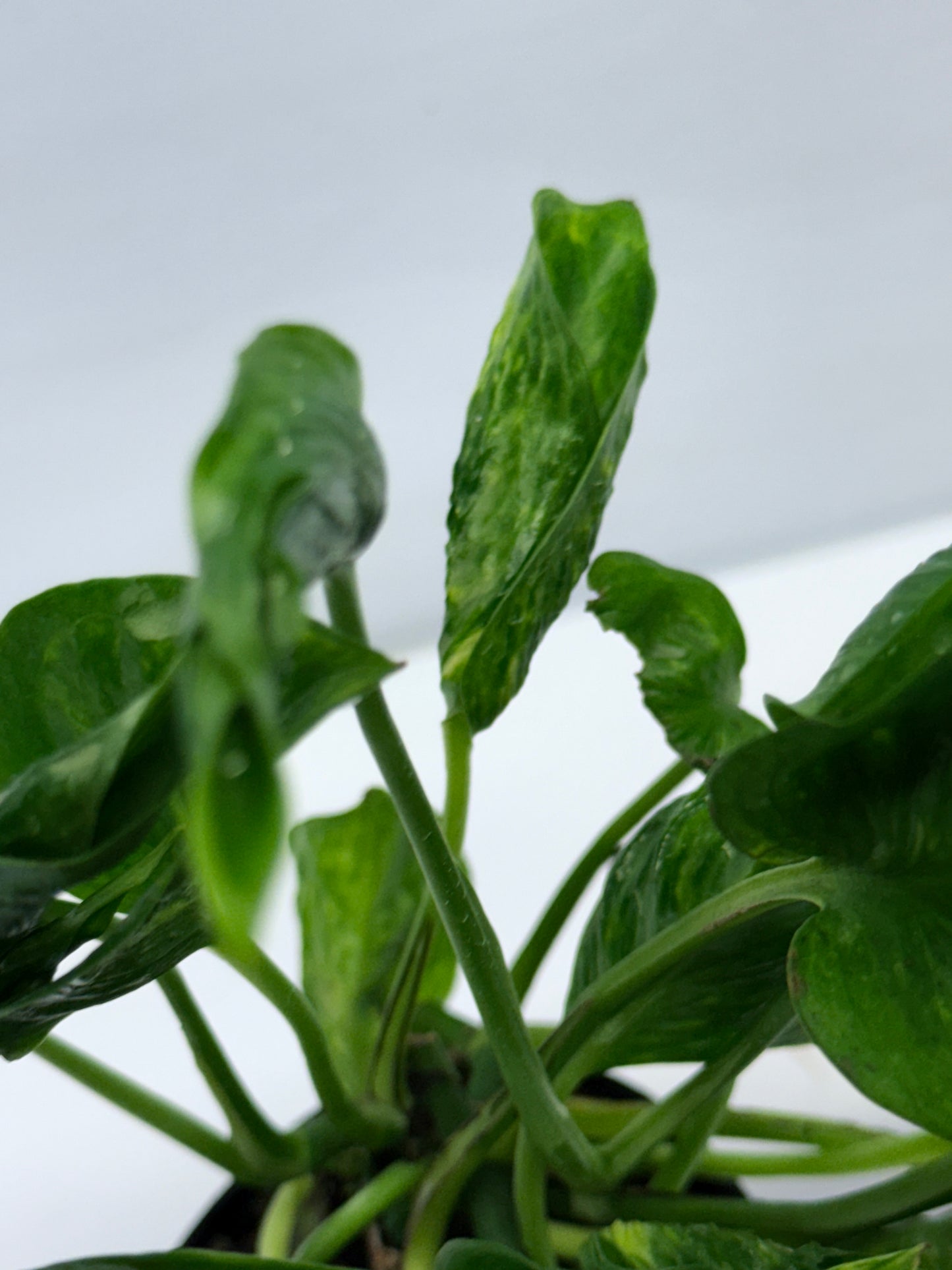 Epipremnum aureum Shangri-La Q29