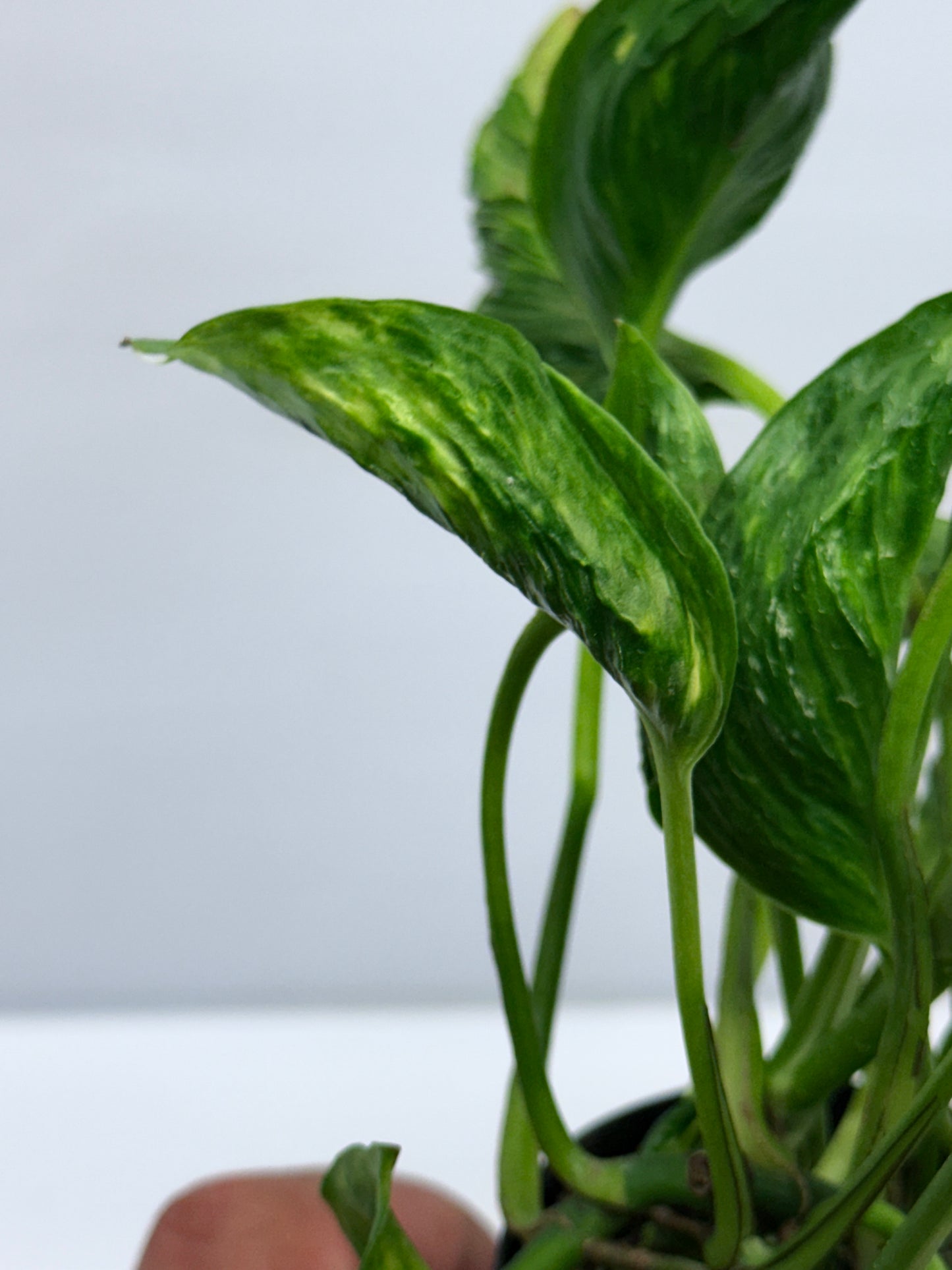 Epipremnum aureum Shangri-La Q29