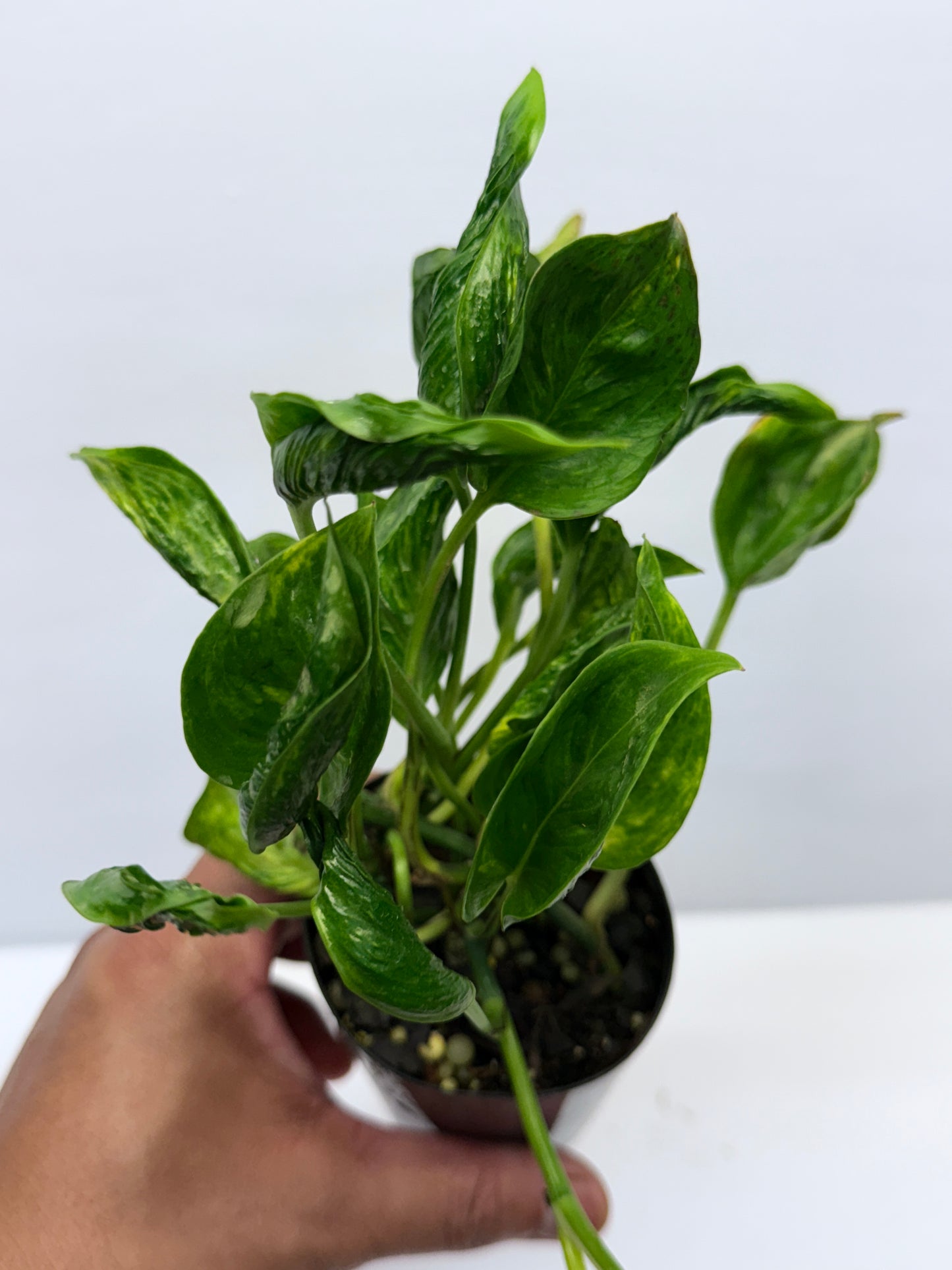 Epipremnum aureum Shangri-La Q29
