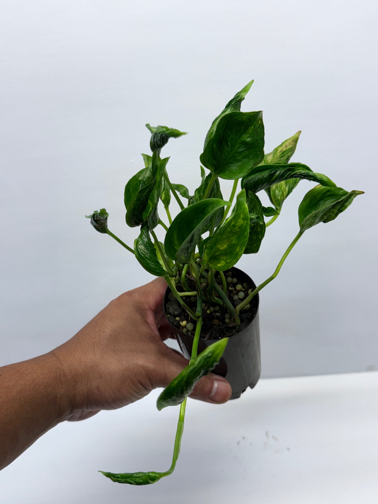 Epipremnum aureum Shangri-La Q29