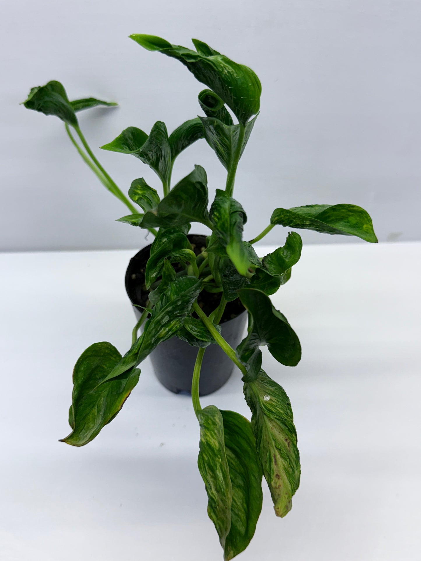 Epipremnum aureum Shangri-La Q29