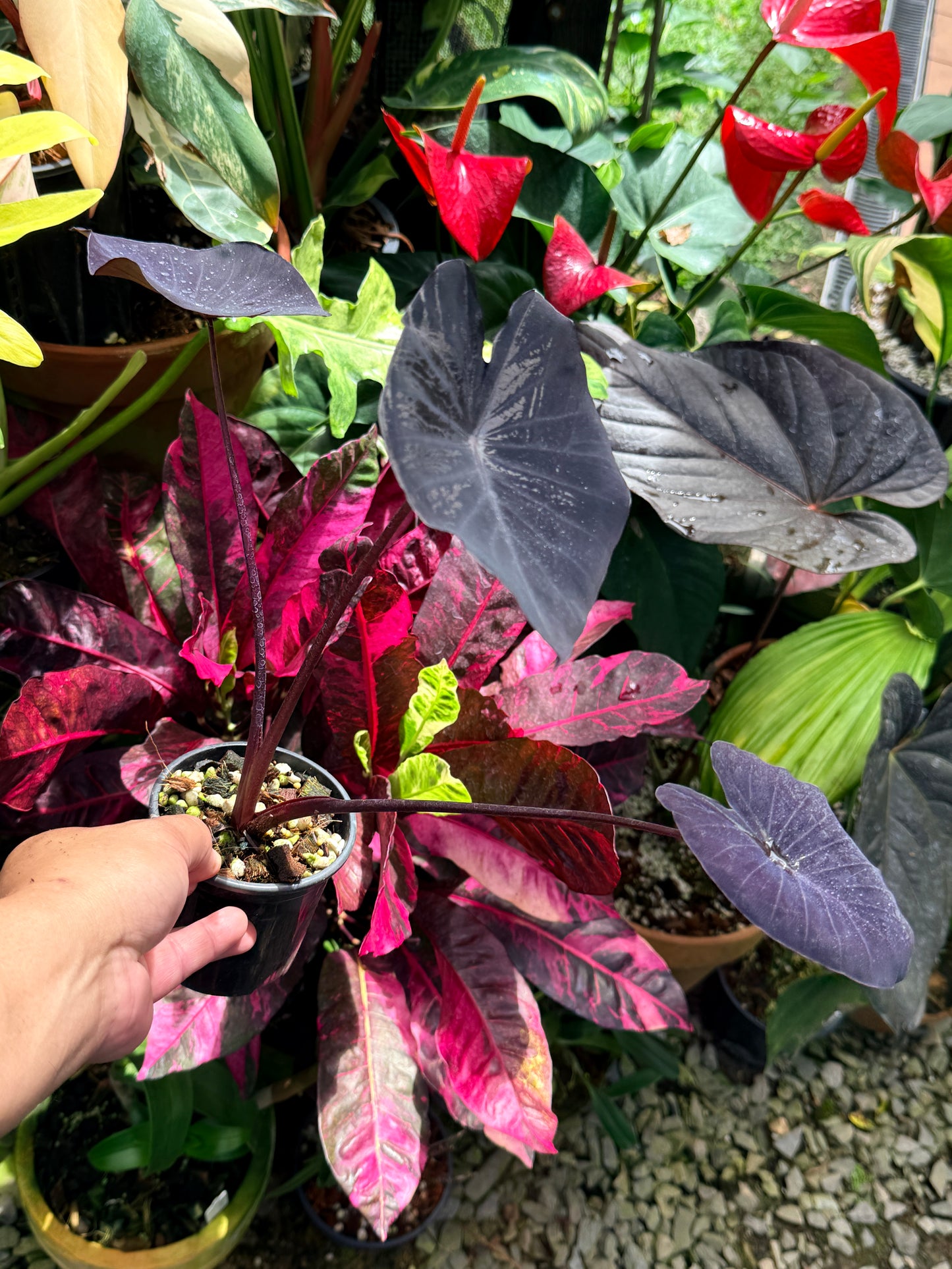 Colocasia 'Black Charlice' R21