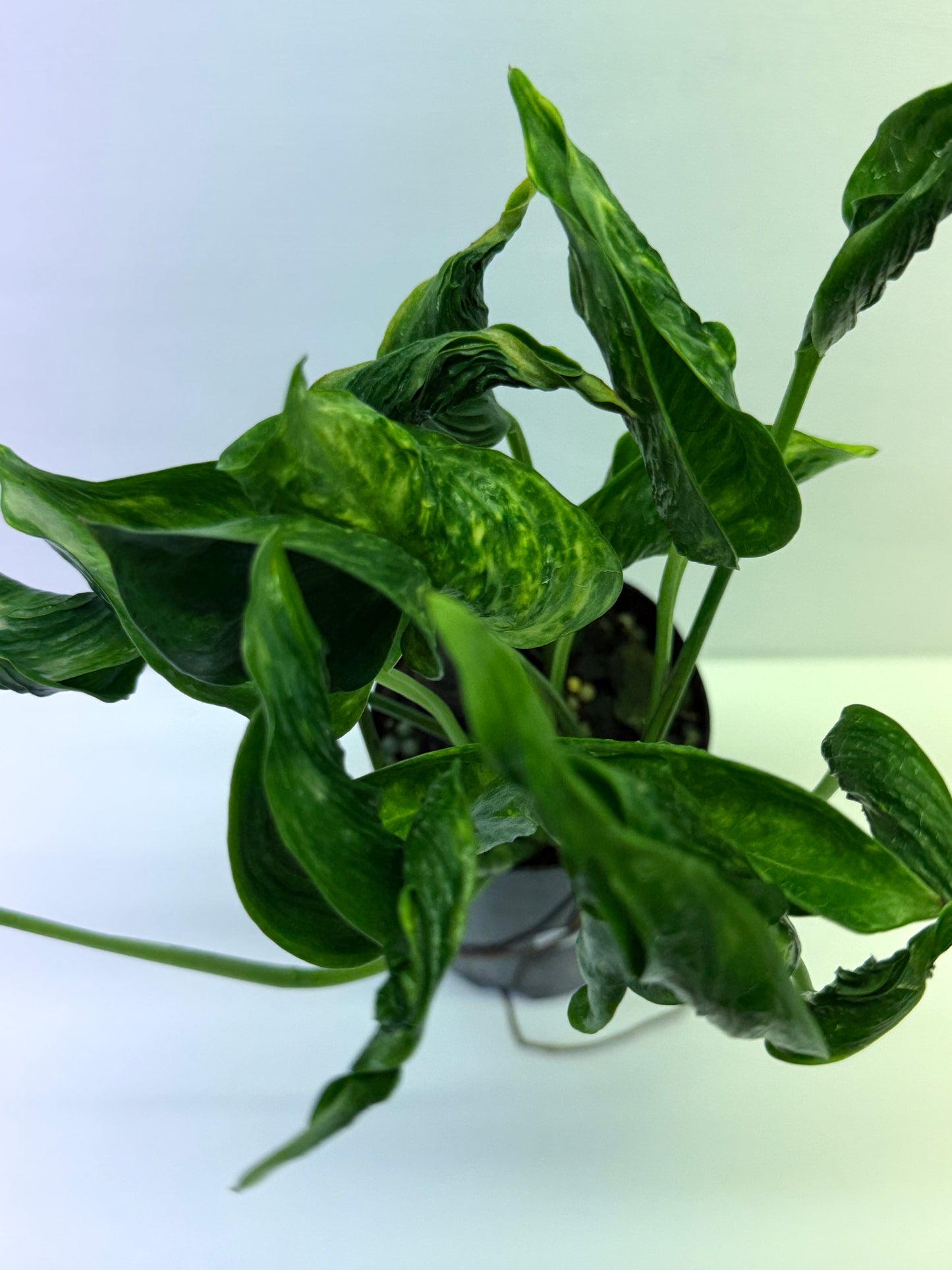 Epipremnum aureum Shangri-La Q28