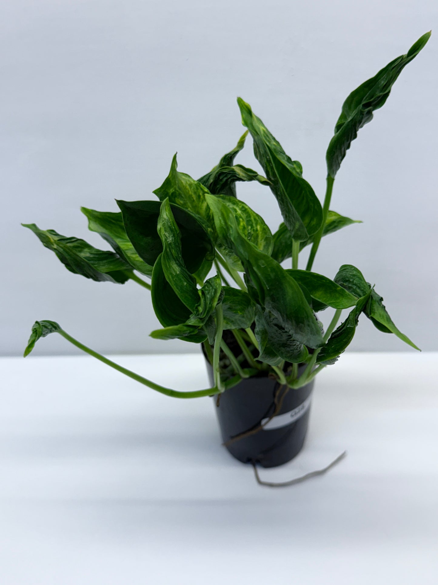 Epipremnum aureum Shangri-La Q28