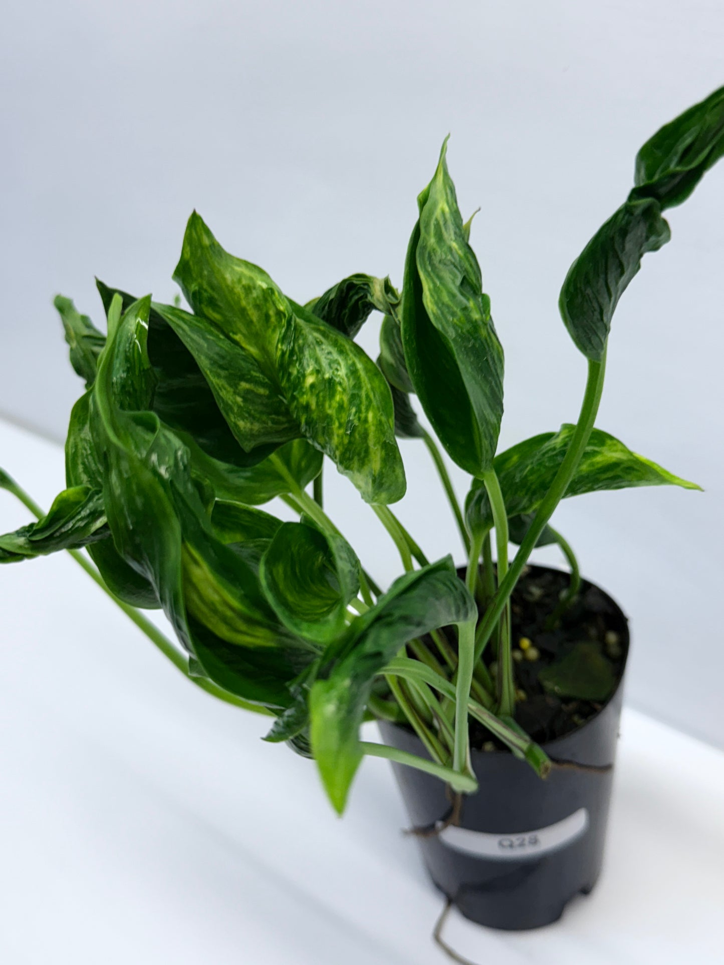 Epipremnum aureum Shangri-La Q28