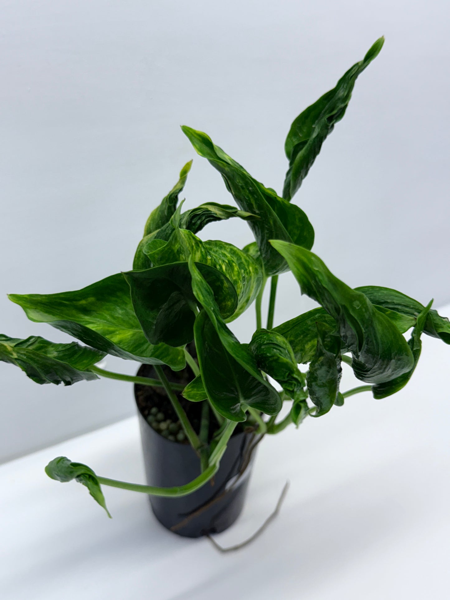 Epipremnum aureum Shangri-La Q28