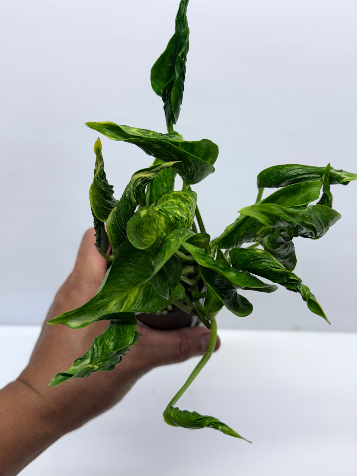 Epipremnum aureum Shangri-La Q28