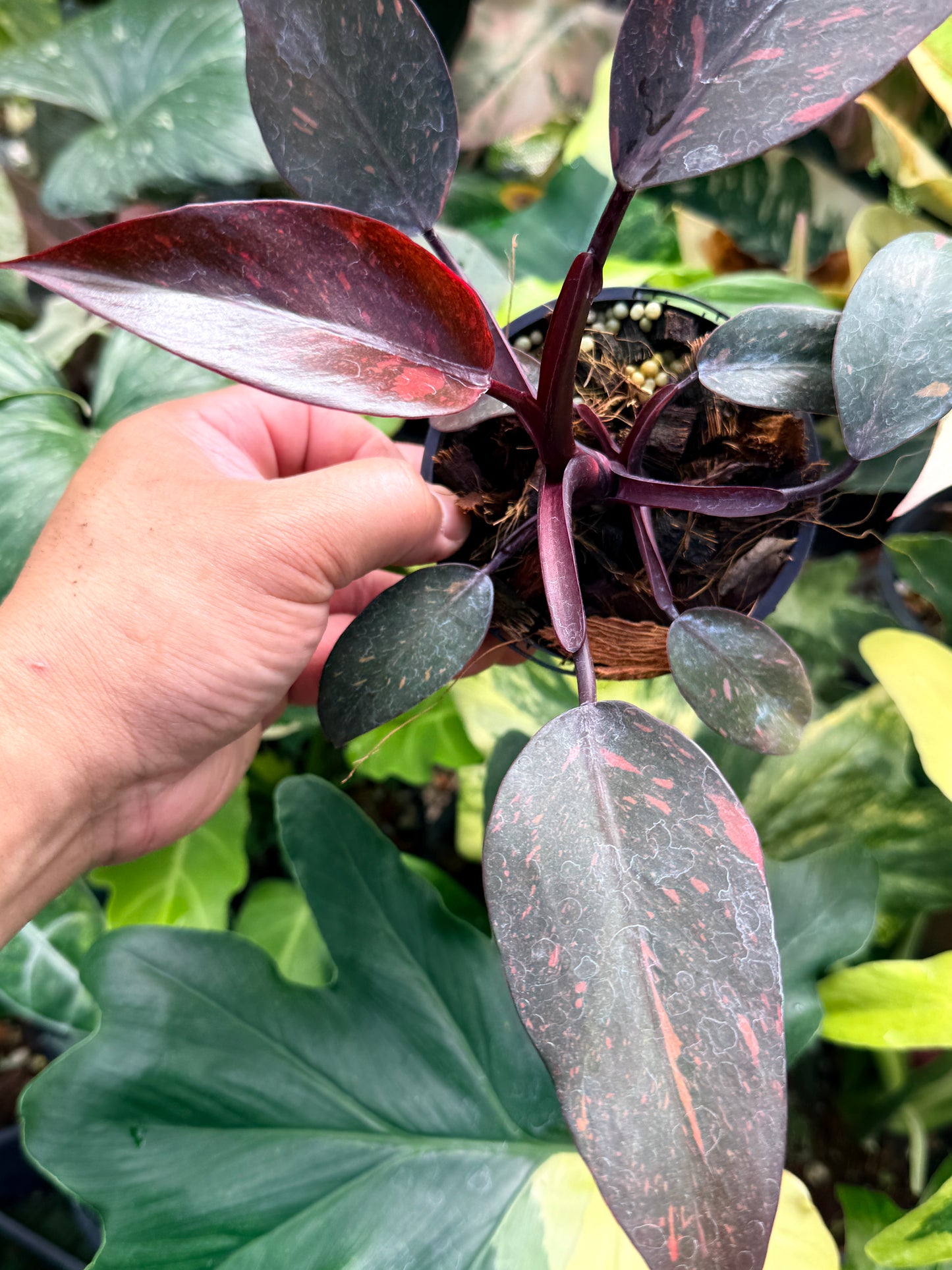 Philodendron 'Orange Princess' Q74