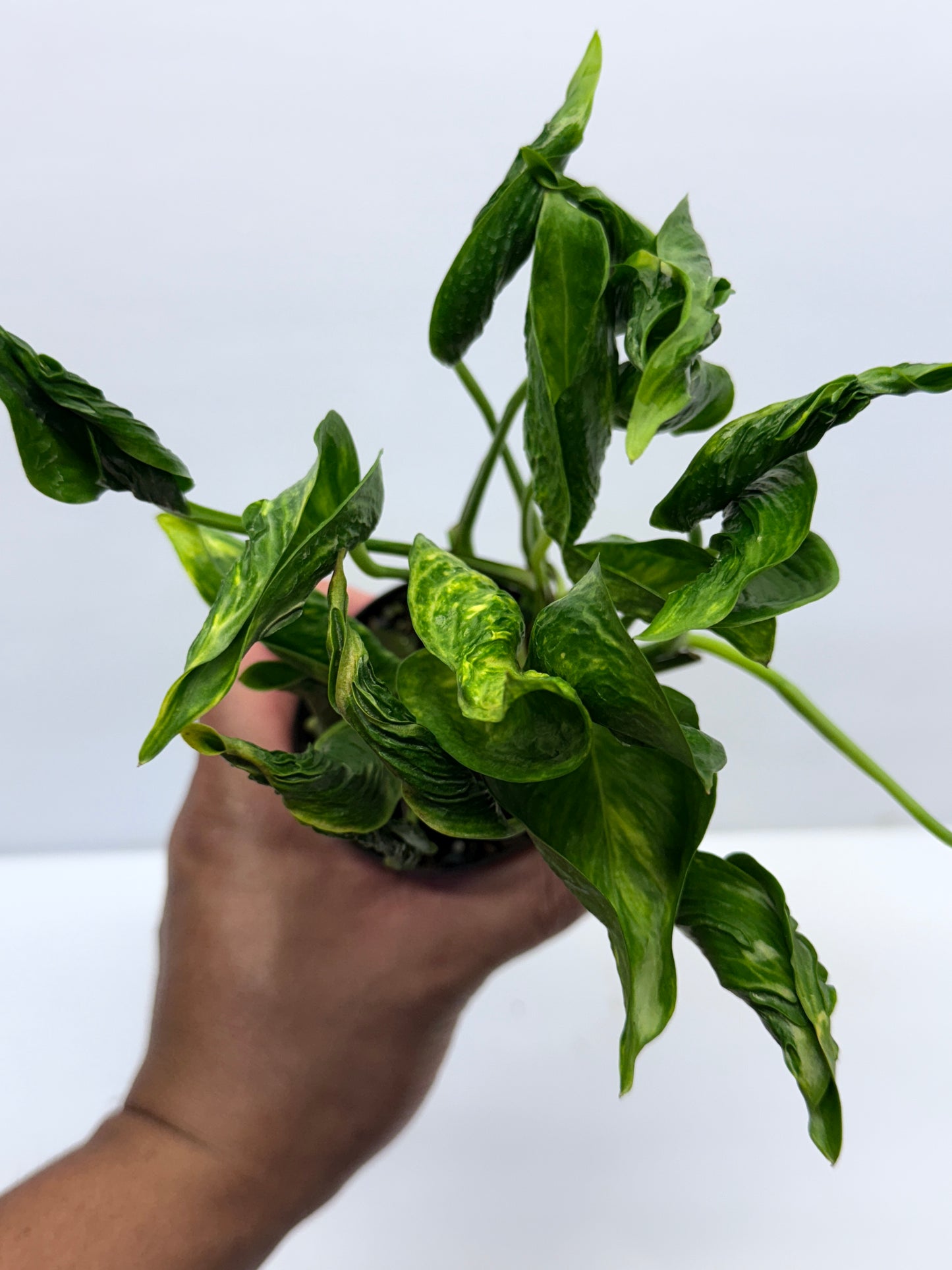 Epipremnum aureum Shangri-La Q28