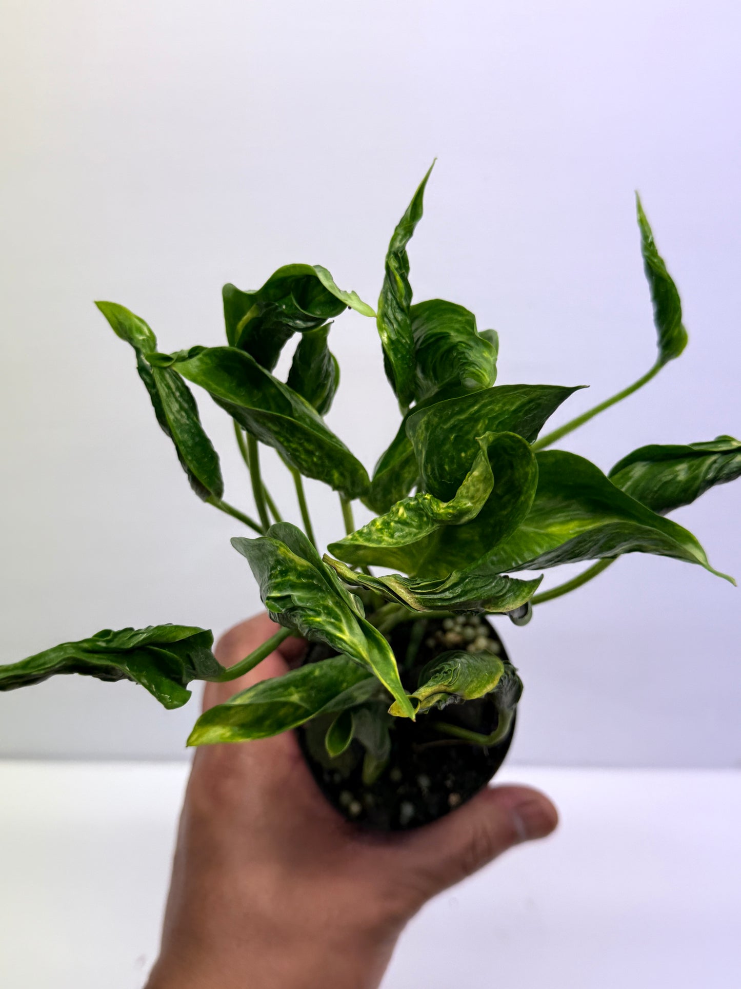 Epipremnum aureum Shangri-La Q28