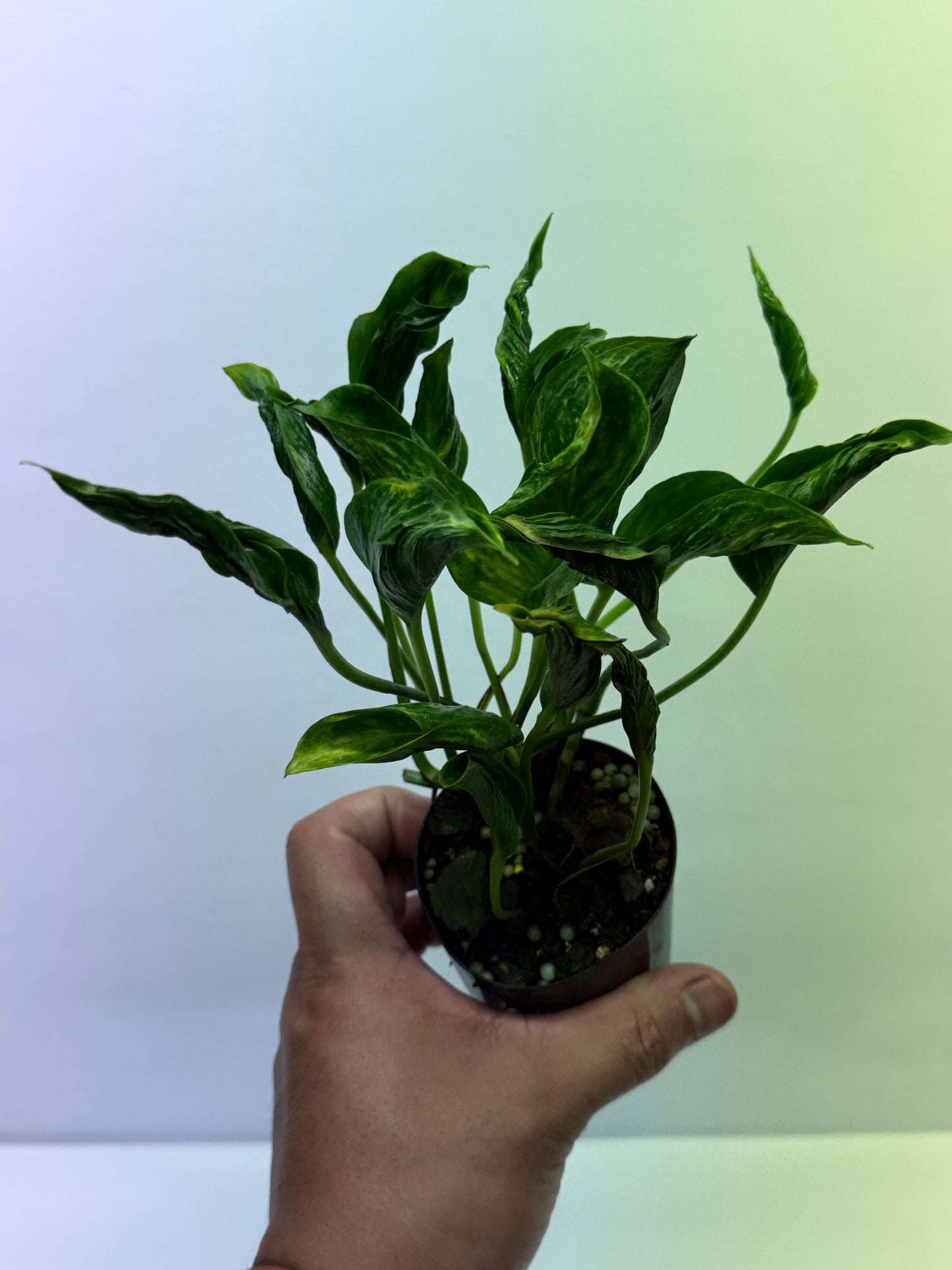 Epipremnum aureum Shangri-La Q28