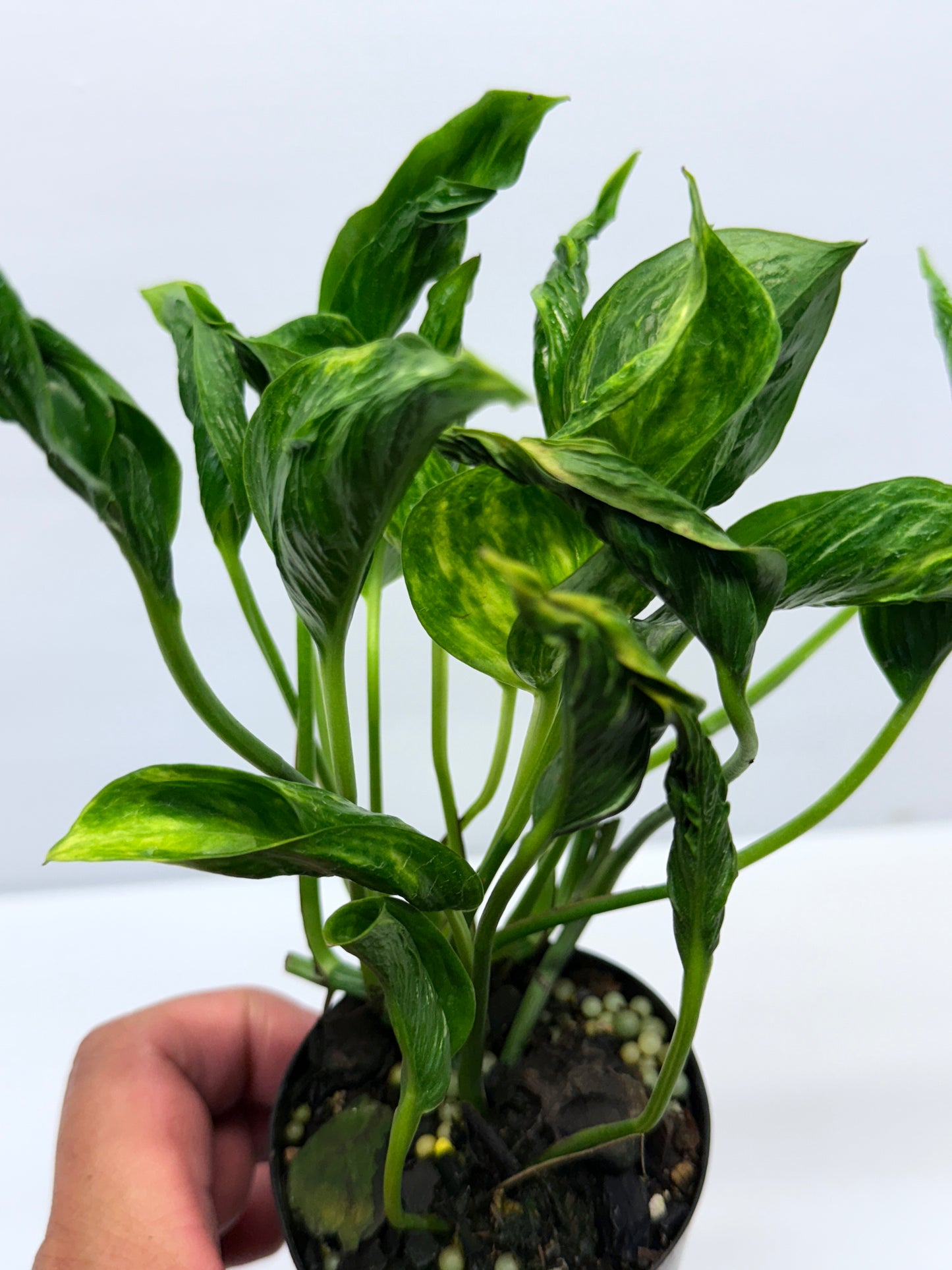 Epipremnum aureum Shangri-La Q28
