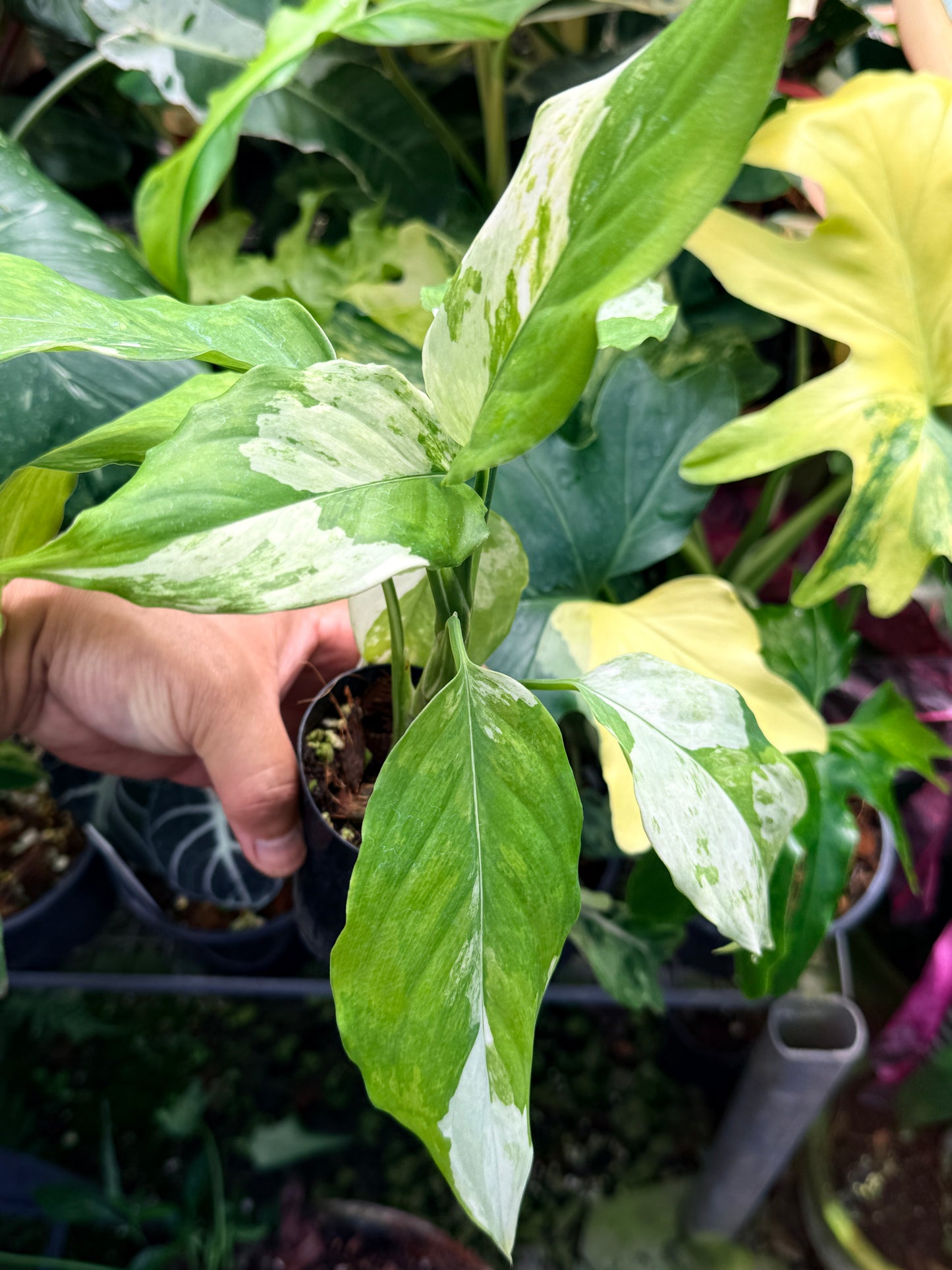Aglaonema Modestum Variegatum Q82