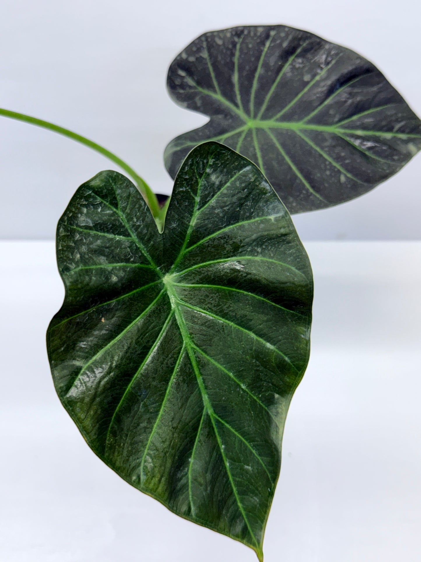 Alocasia Regal Black Q30