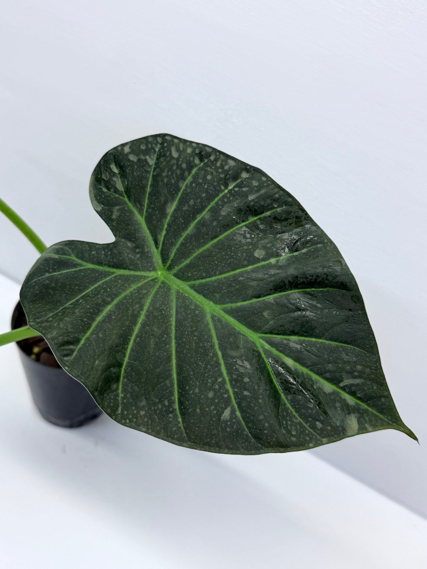 Alocasia Regal Black Q30