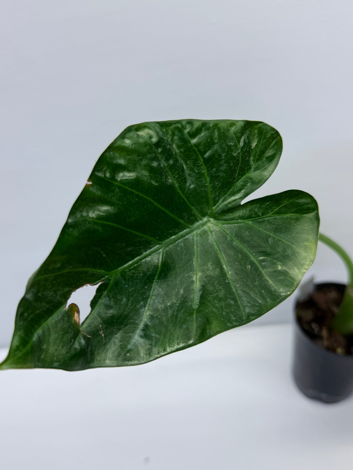 Alocasia Regal Black Q30