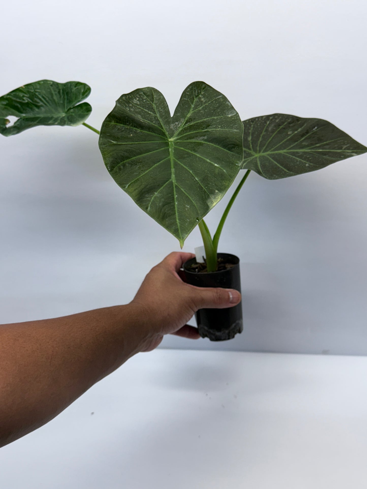 Alocasia Regal Black Q30