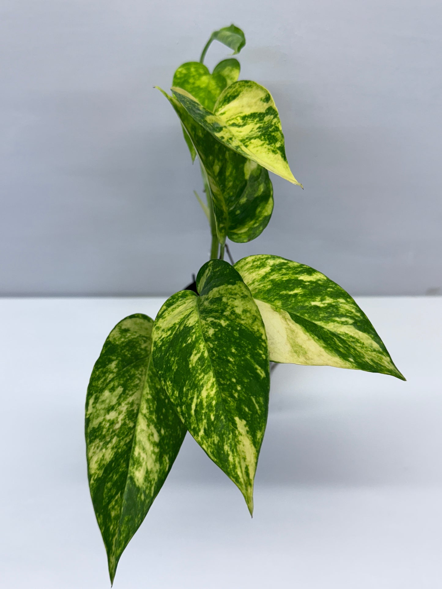 Epipremnum pinnatum Yellow Flame Q31