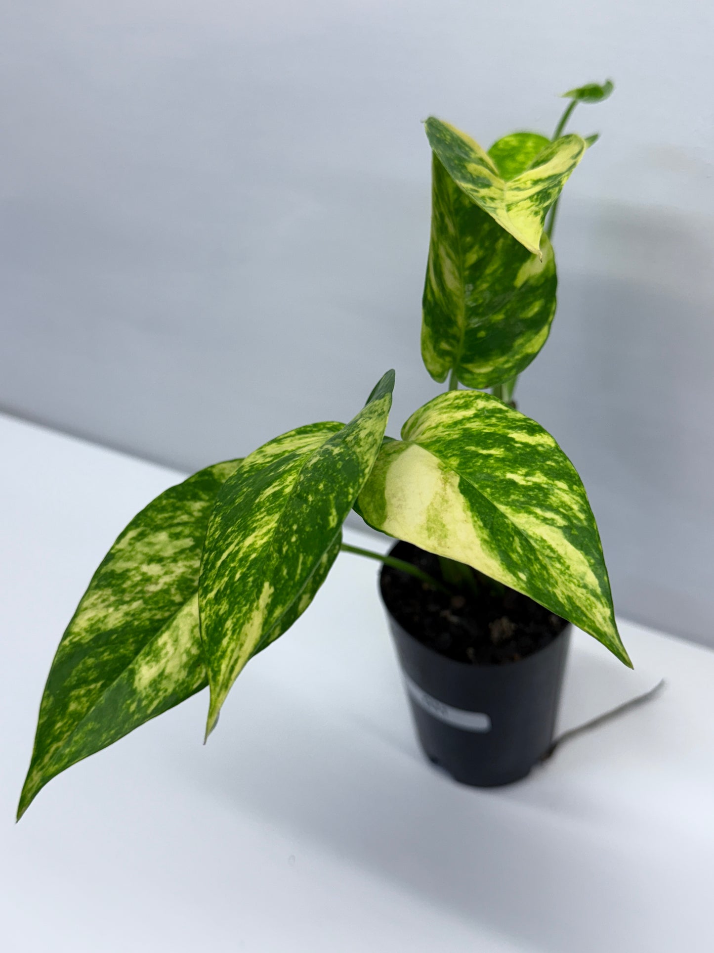 Epipremnum pinnatum Yellow Flame Q31