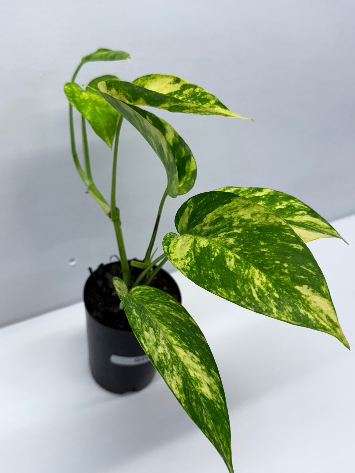 Epipremnum pinnatum Yellow Flame Q31